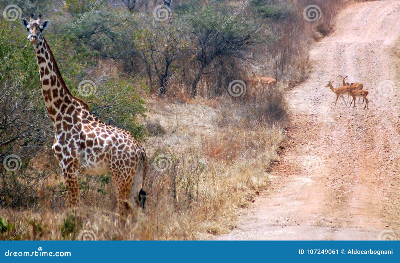 giraffe with background of a road with gazelles