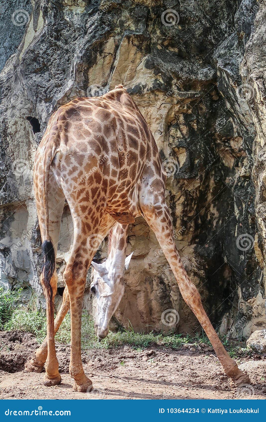Giraffe bend down stock photo. Image of wild, tall, brown 103644234