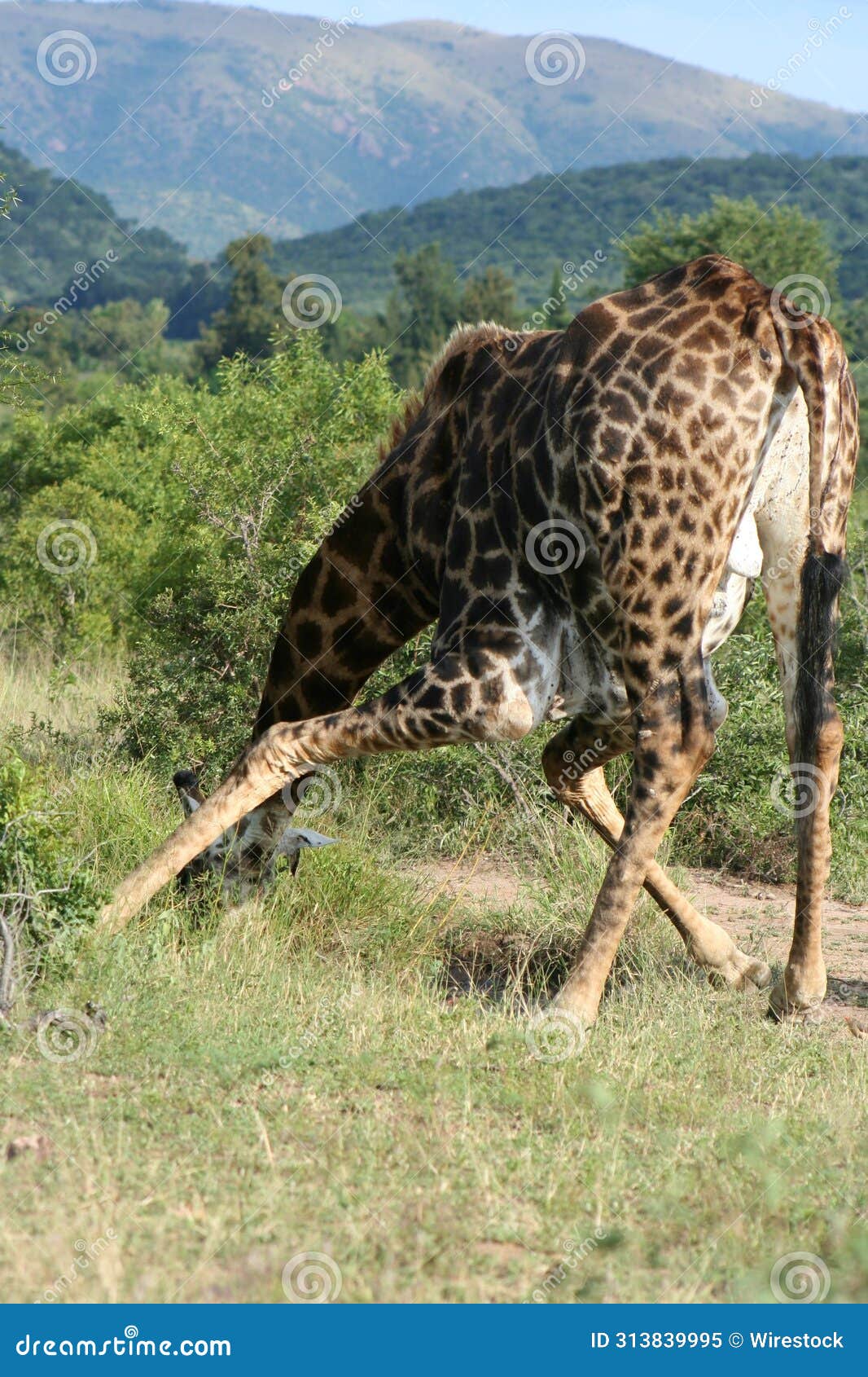 A Giraffe Bending Over To Eat Some Leaves on the Ground Stock Image