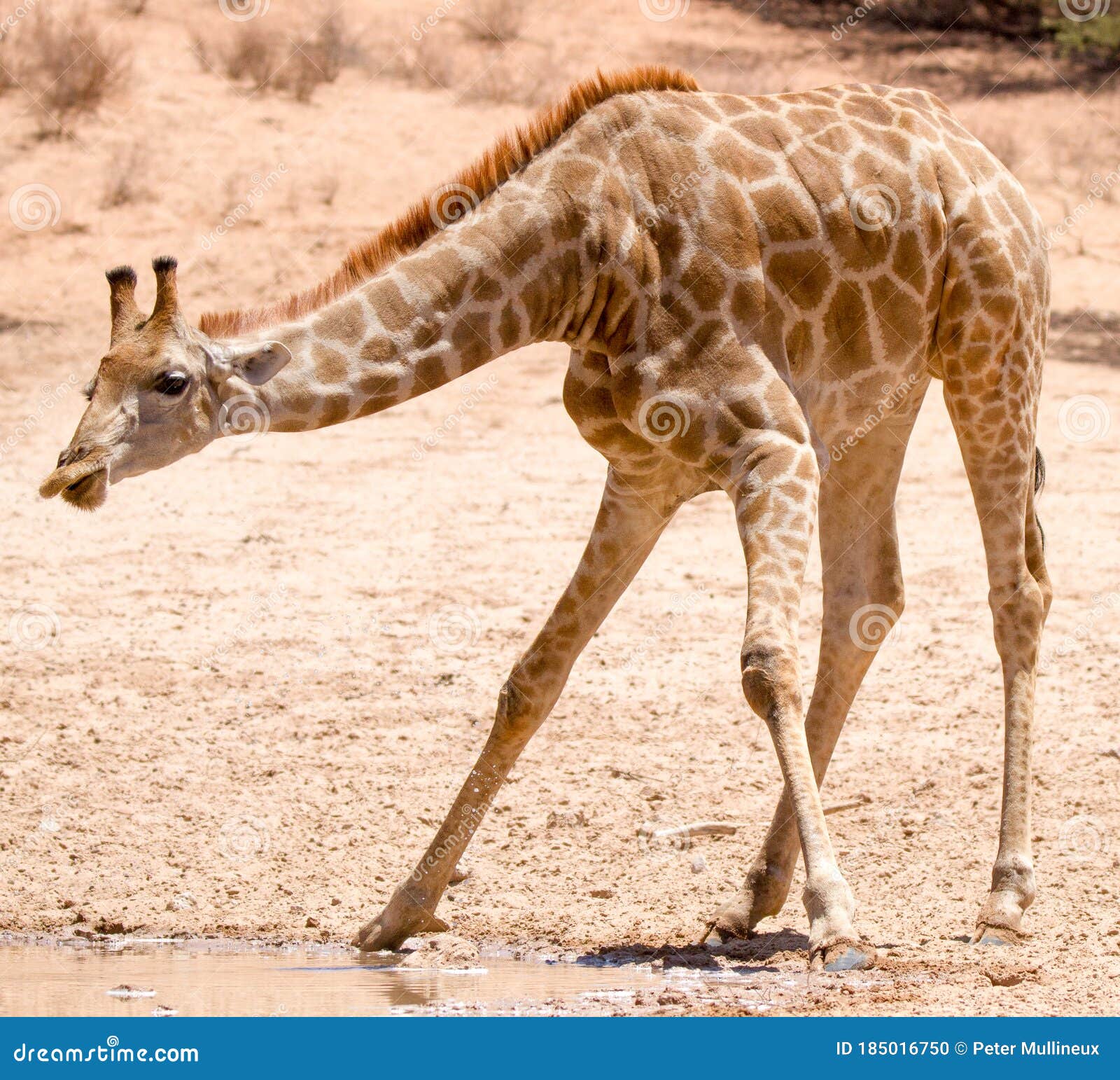 Giraffe Bending Forward Royalty-Free Stock Photo | CartoonDealer.com