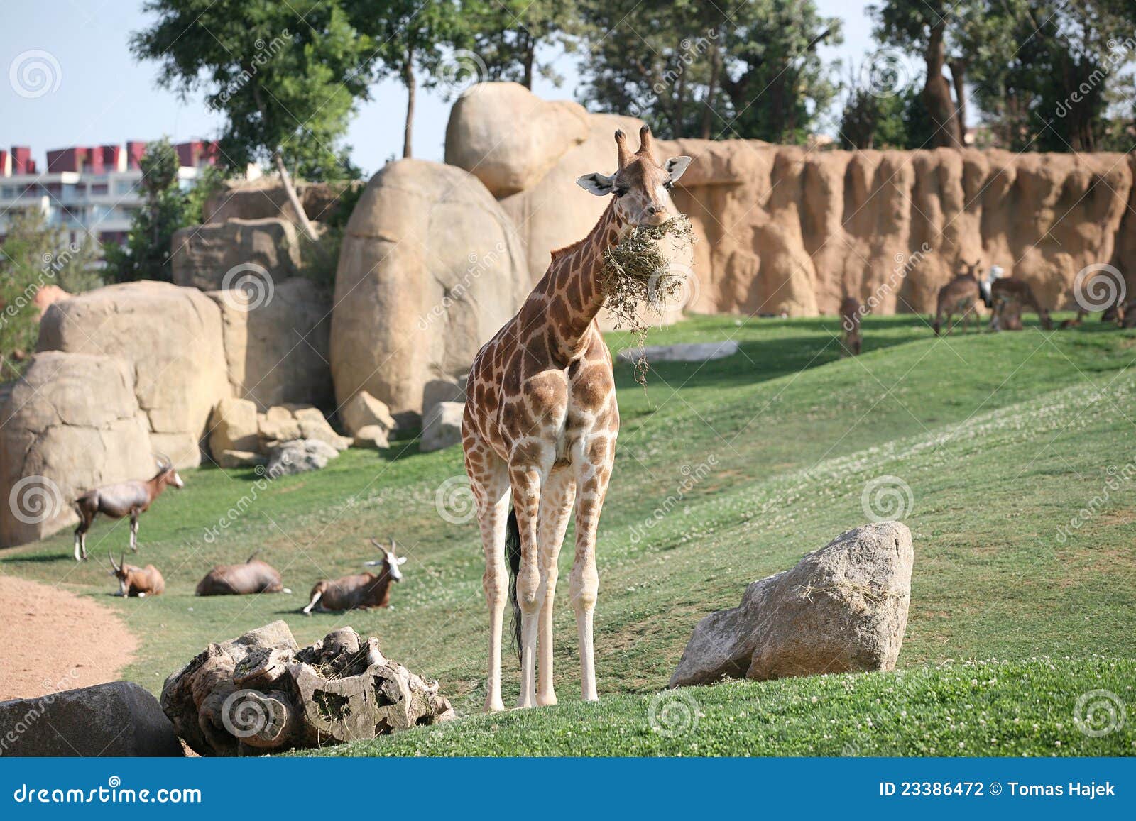 giraffe in biopark