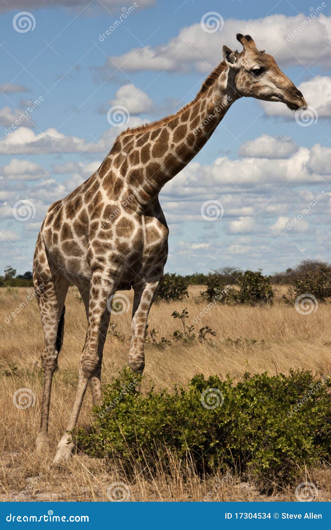 Giraffe Botswana stock photo. Image of savuti, africa 17304534