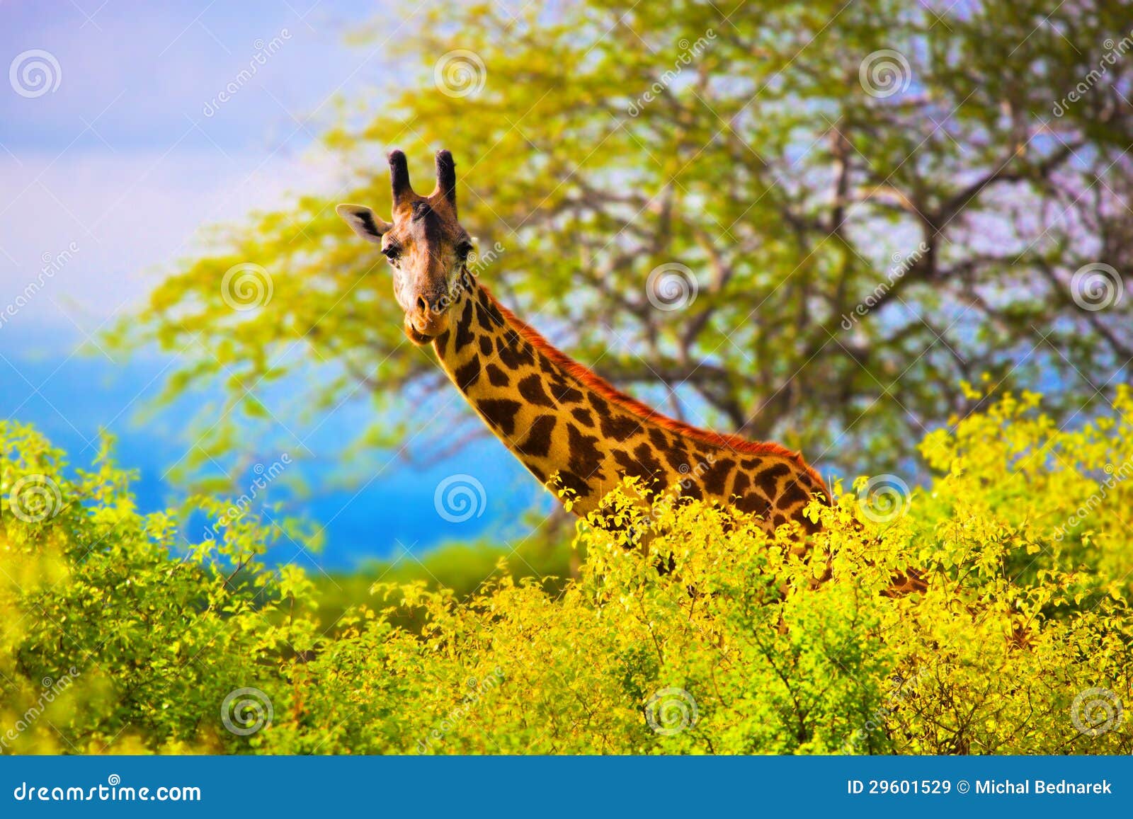giraffe in bush. safari in tsavo west, kenya, africa