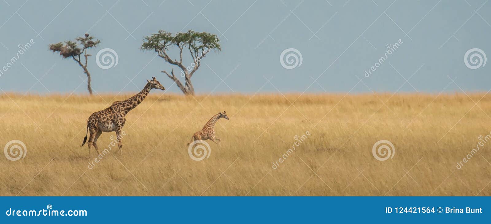 A Giraffe Calf is Frolicking in the Savannah Stock Photo - Image of