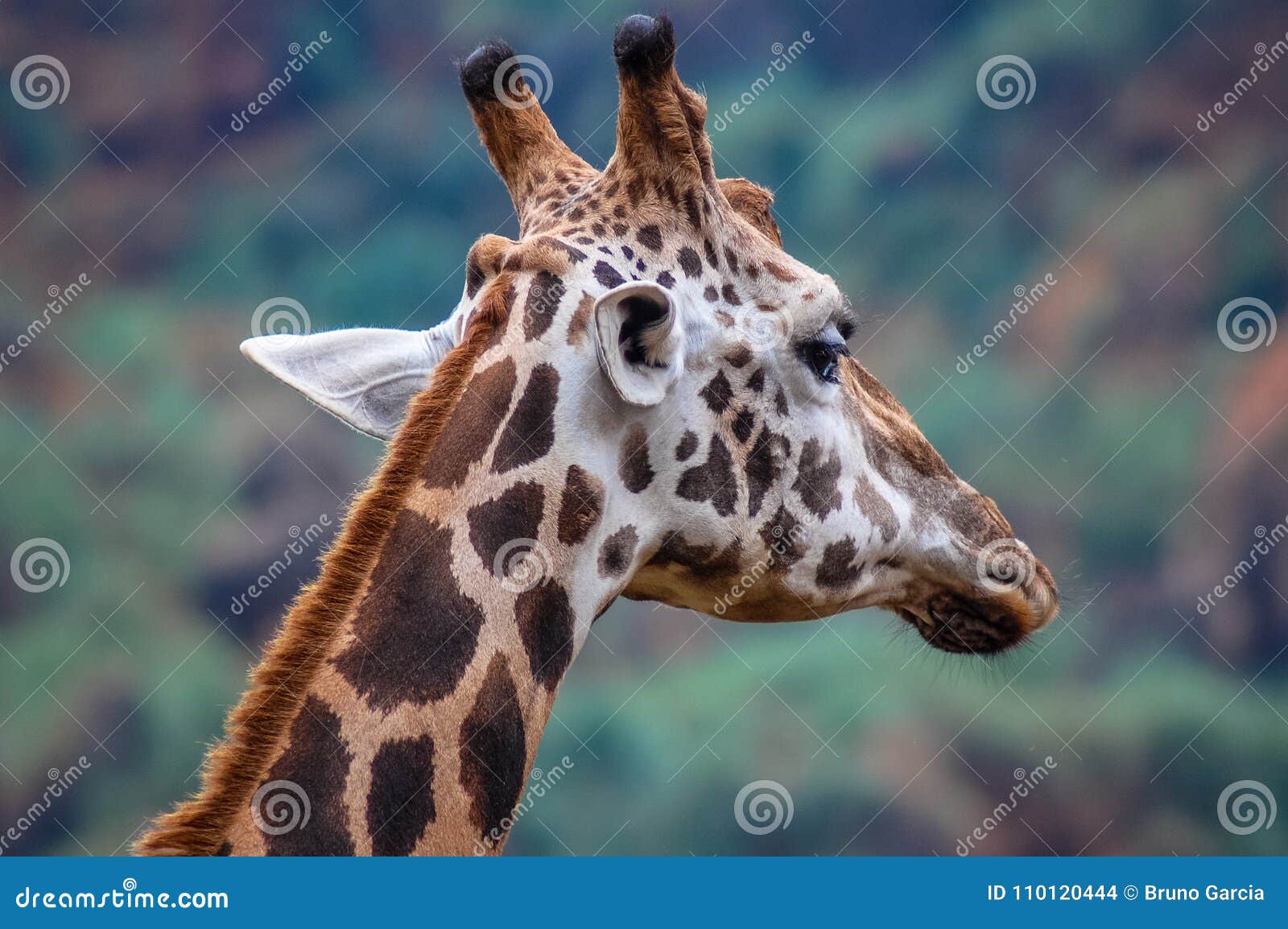 giraffe in cantabria natural reserve