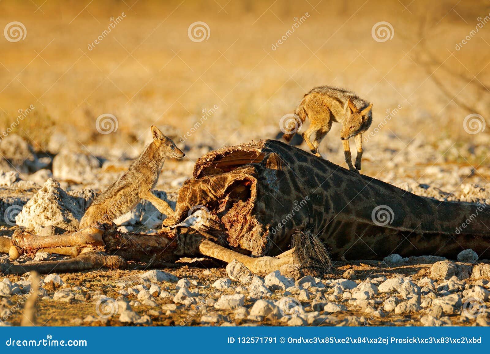 Giraffe Carcass with Two Feeding Jackals, Animal Behaviour in Etosha NP,  Namibia in Africa. Wildlife Scene from Nature Stock Image - Image of grass,  africa: 132571791
