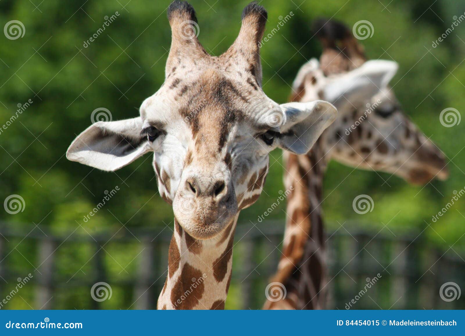 Giraffe closeup stock image. Image of herbivore, giraffe 84454015
