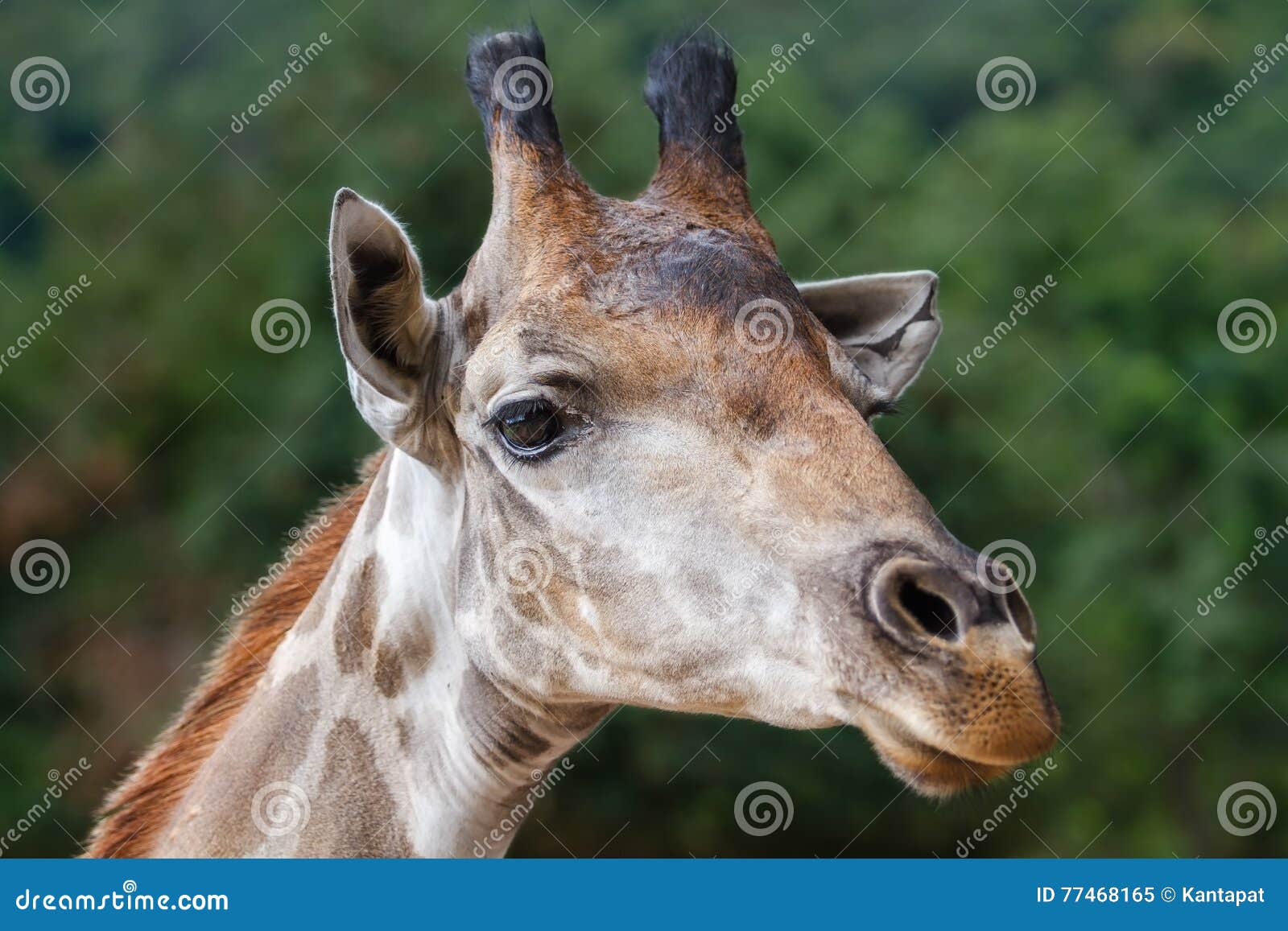 Giraffe stock image. Image of safari, herbivore, giraffe 77468165