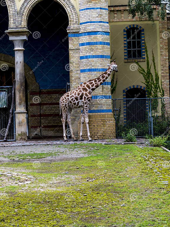 Giraffe in Den Zoologischen Gärten Und Aquarium in Berlin Germany