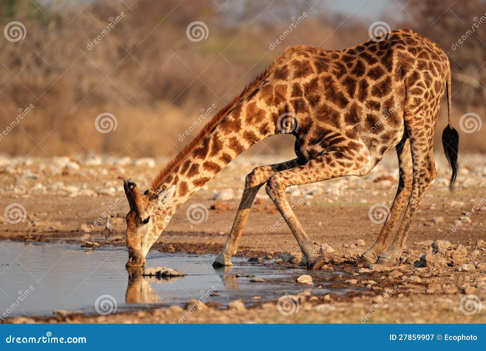 Beer Giraffe Stock Photos - Free & Royalty-Free Stock Photos from Dreamstime
