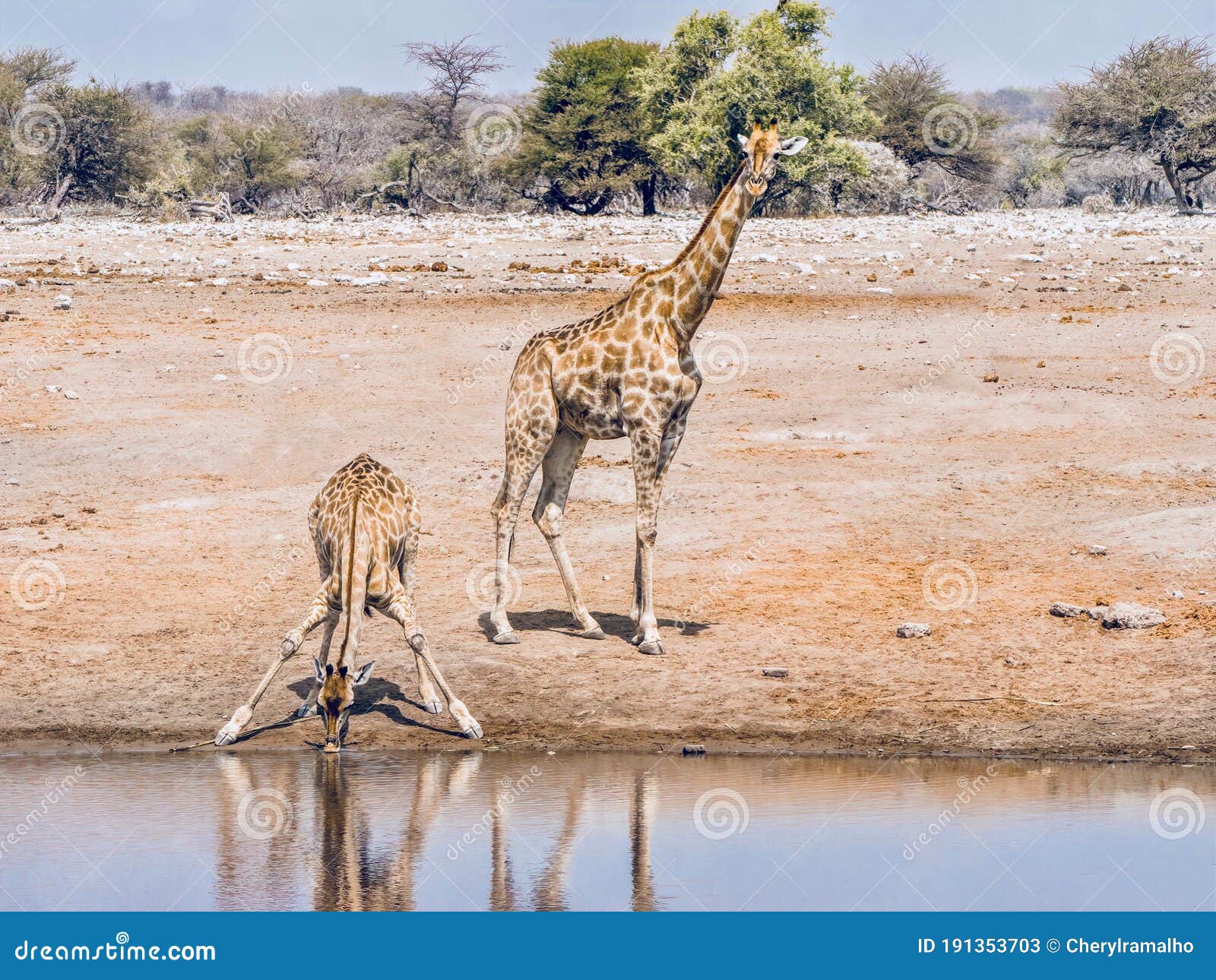 Thirsty Giraffe