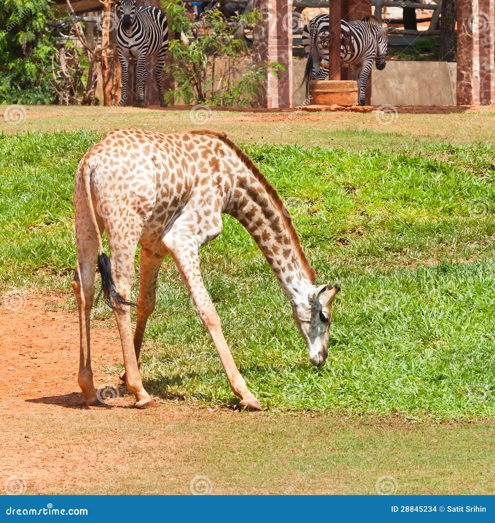 Giraffe eat grass stock photo. Image of giraffe, grass 28845234