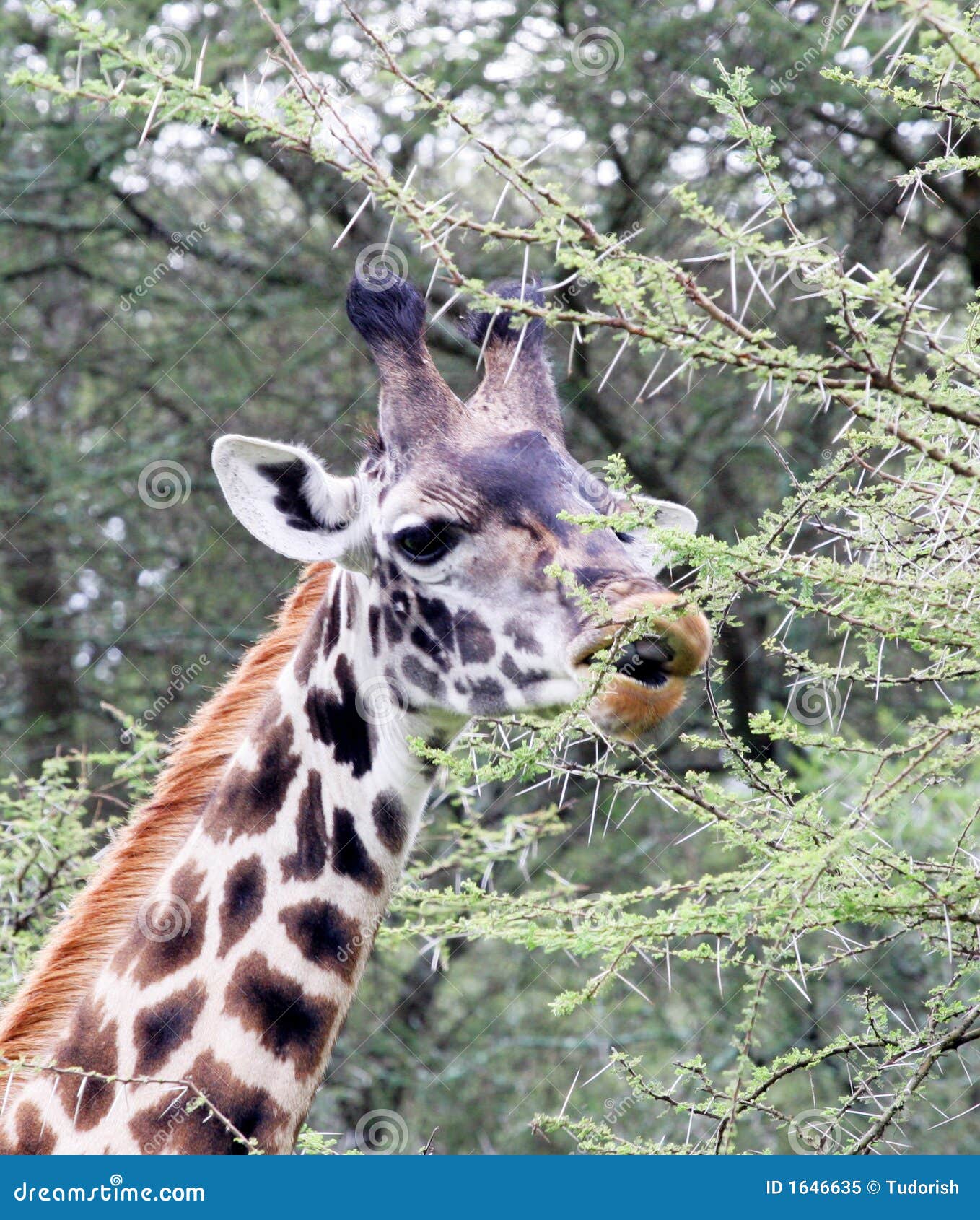 Giraffe Eating A Palm Tree RoyaltyFree Stock Photo