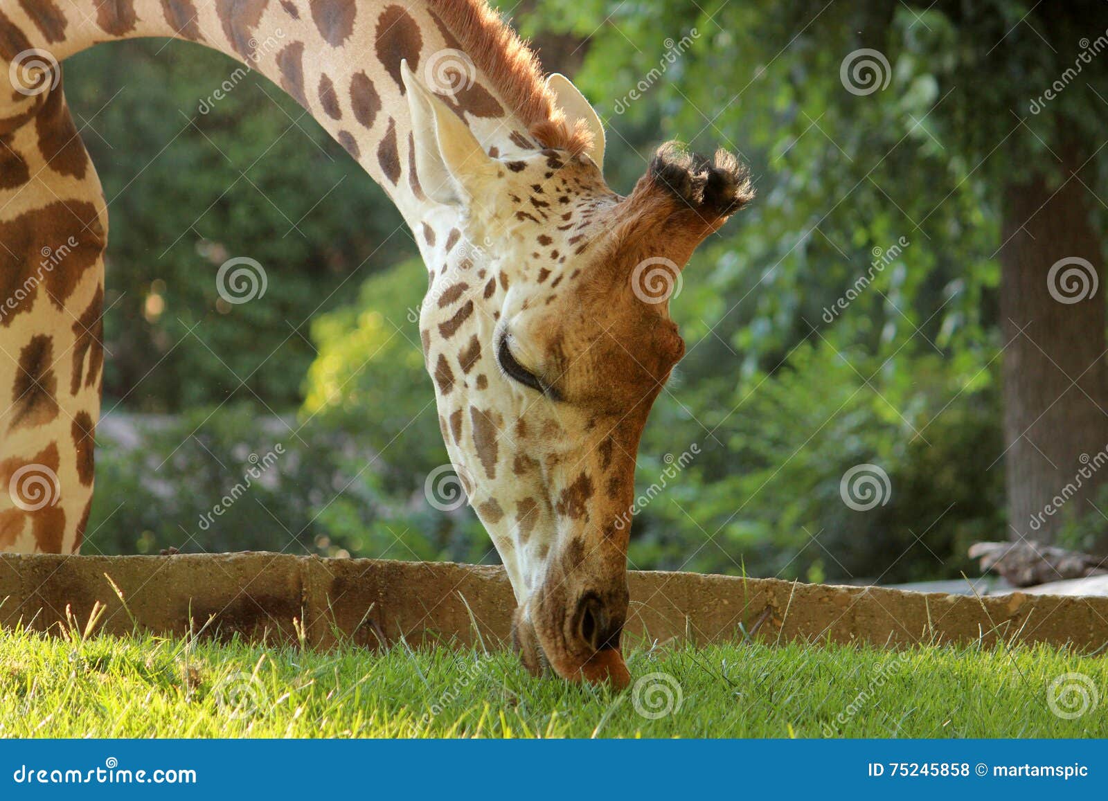 giraffe eating grass