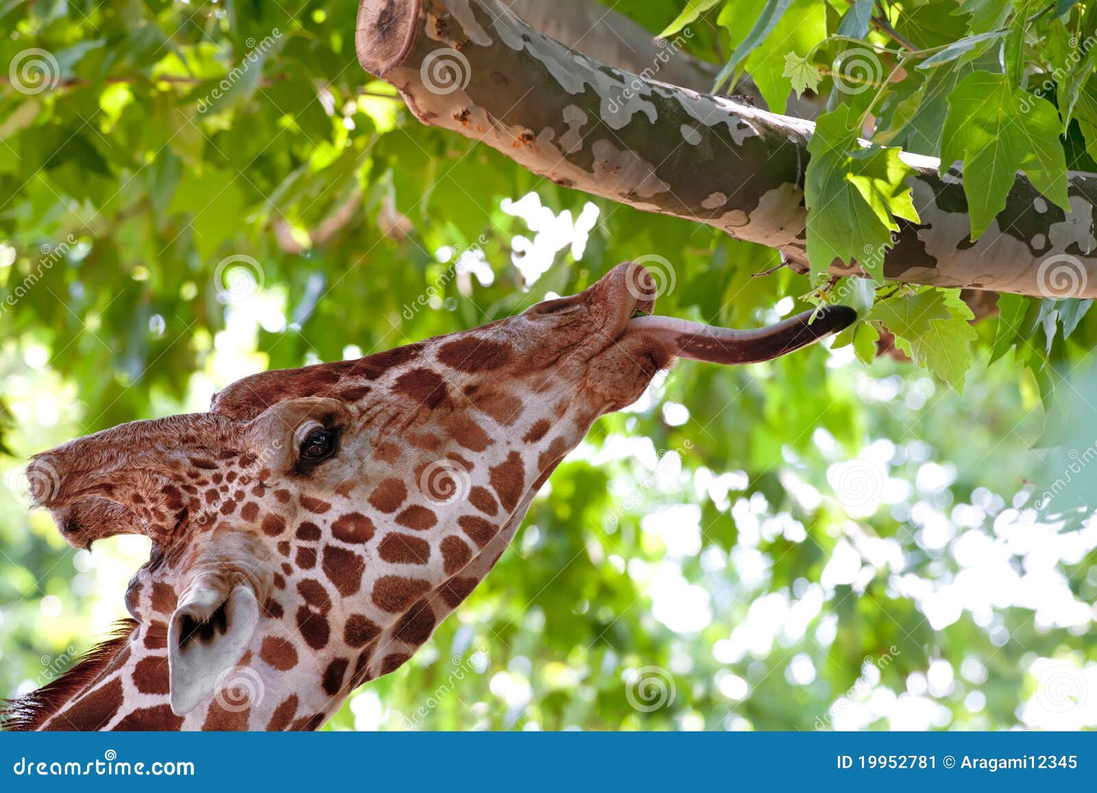 Giraffe Eating Grass At The Calauit Safari Park, Palawan Royalty-Free