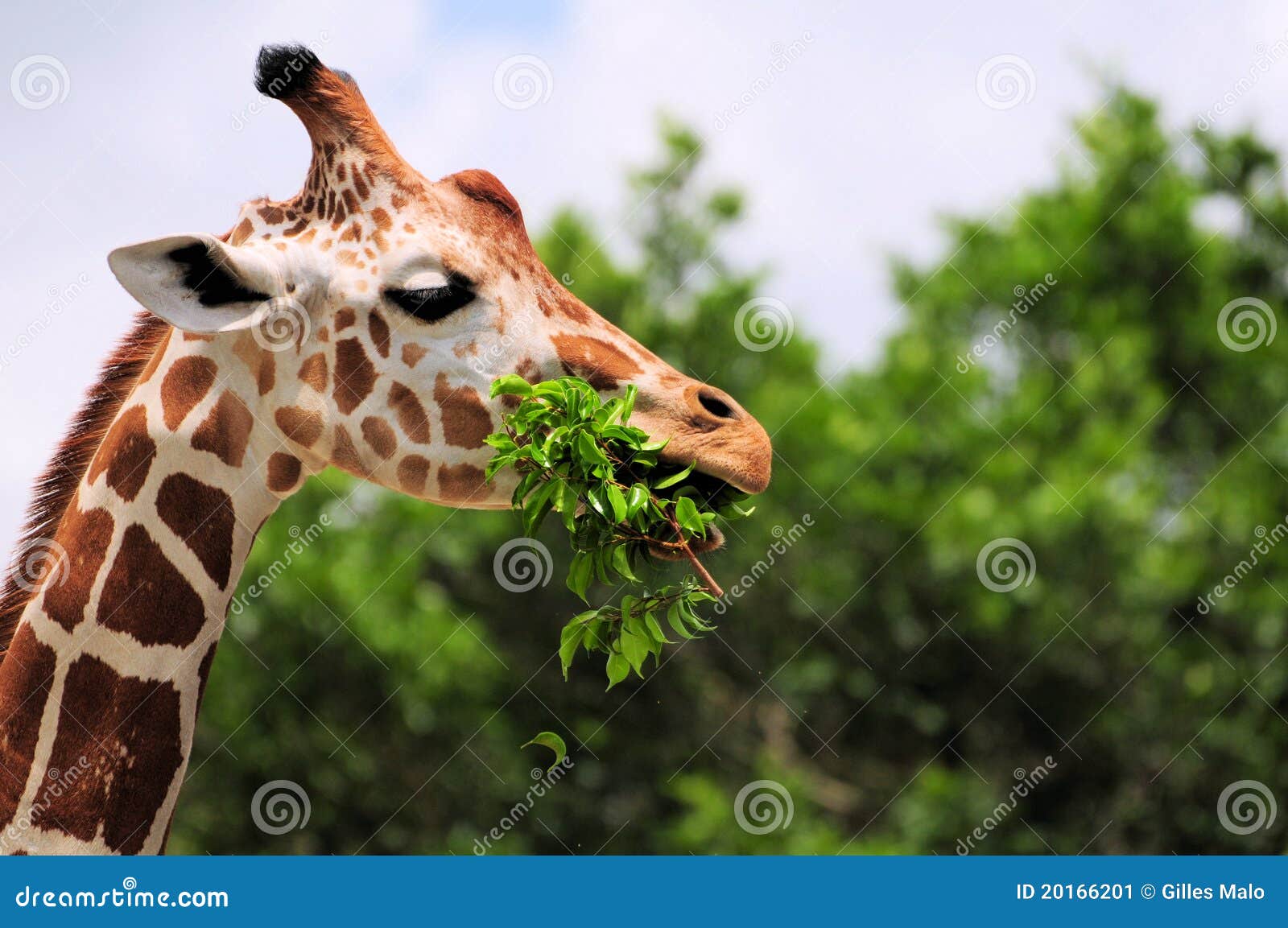 giraffe eating leaves