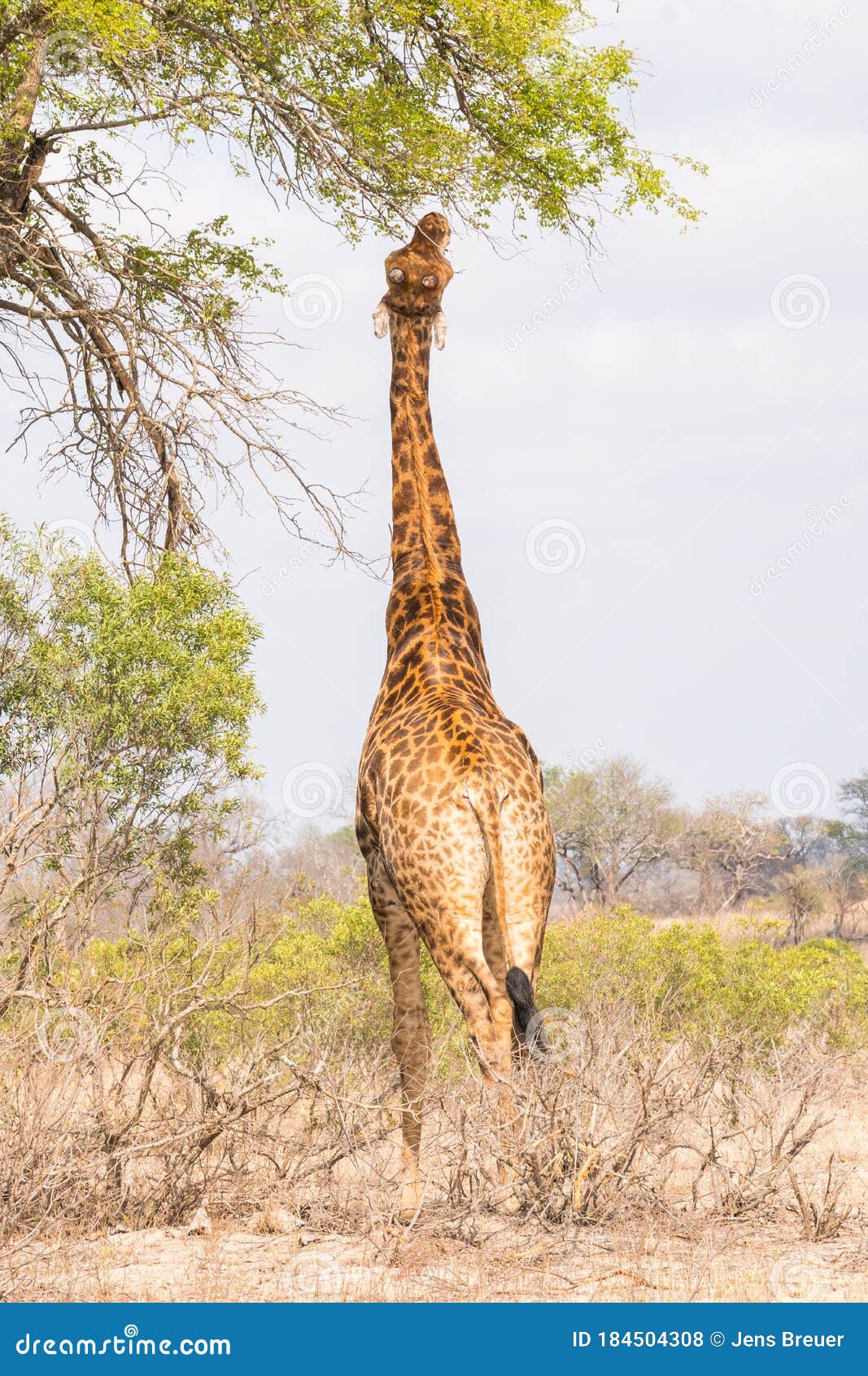Giraffe Trying To Reach the Leaves from a Tree Stock Photo - Image of
