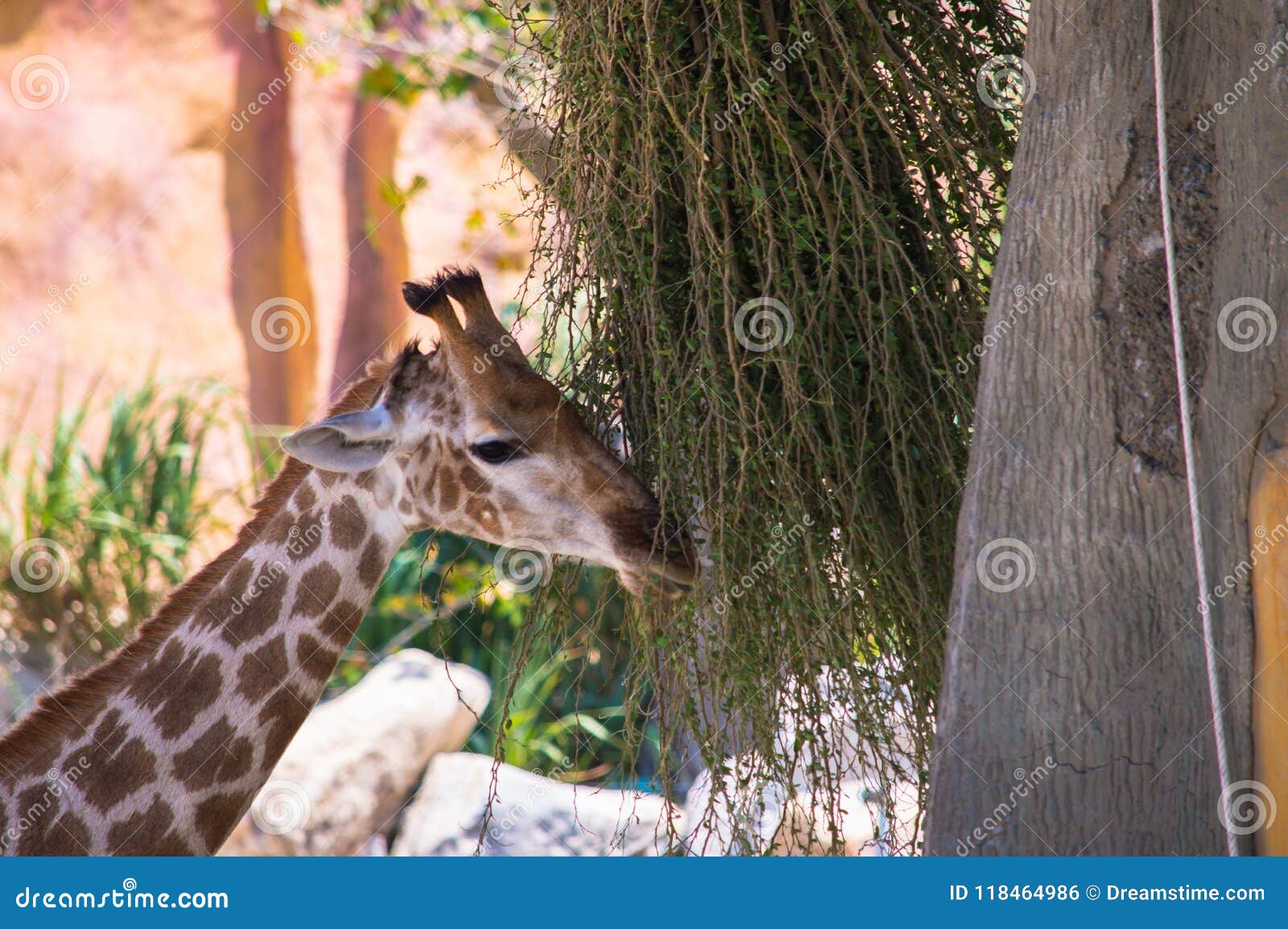 Giraffe eating plants stock photo. Image of tree, park 118464986