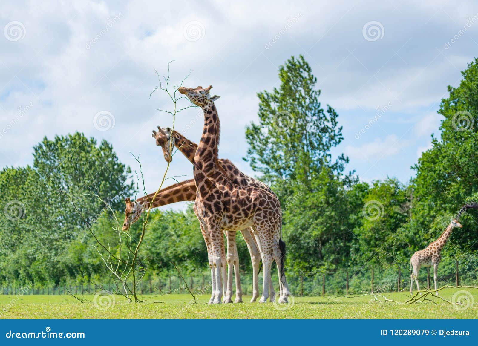 Giraffe eating tree leaves stock image. Image of environment - 120289079