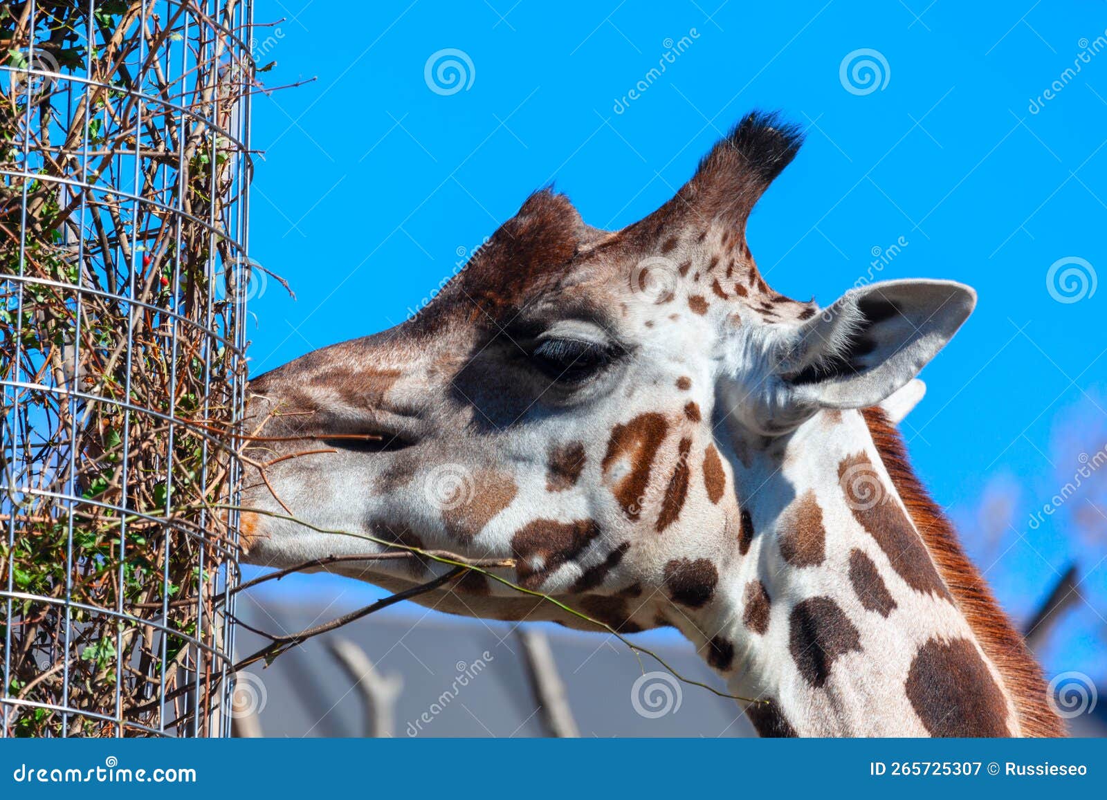 Giraffe eats from a feeder stock image. Image of camelopardalis 265725307
