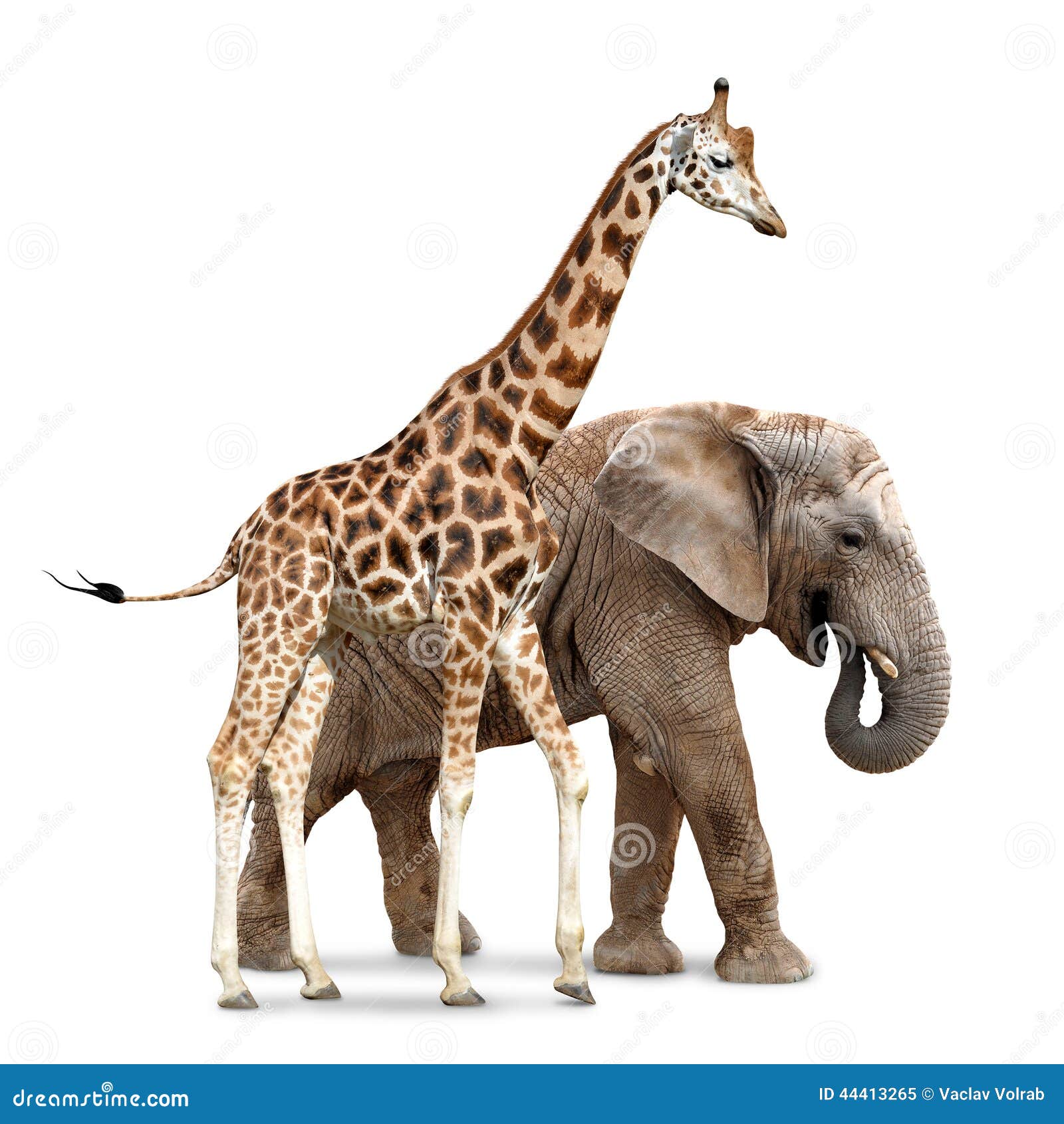 Giraffe With Elephant Stock Photo Image 44413265