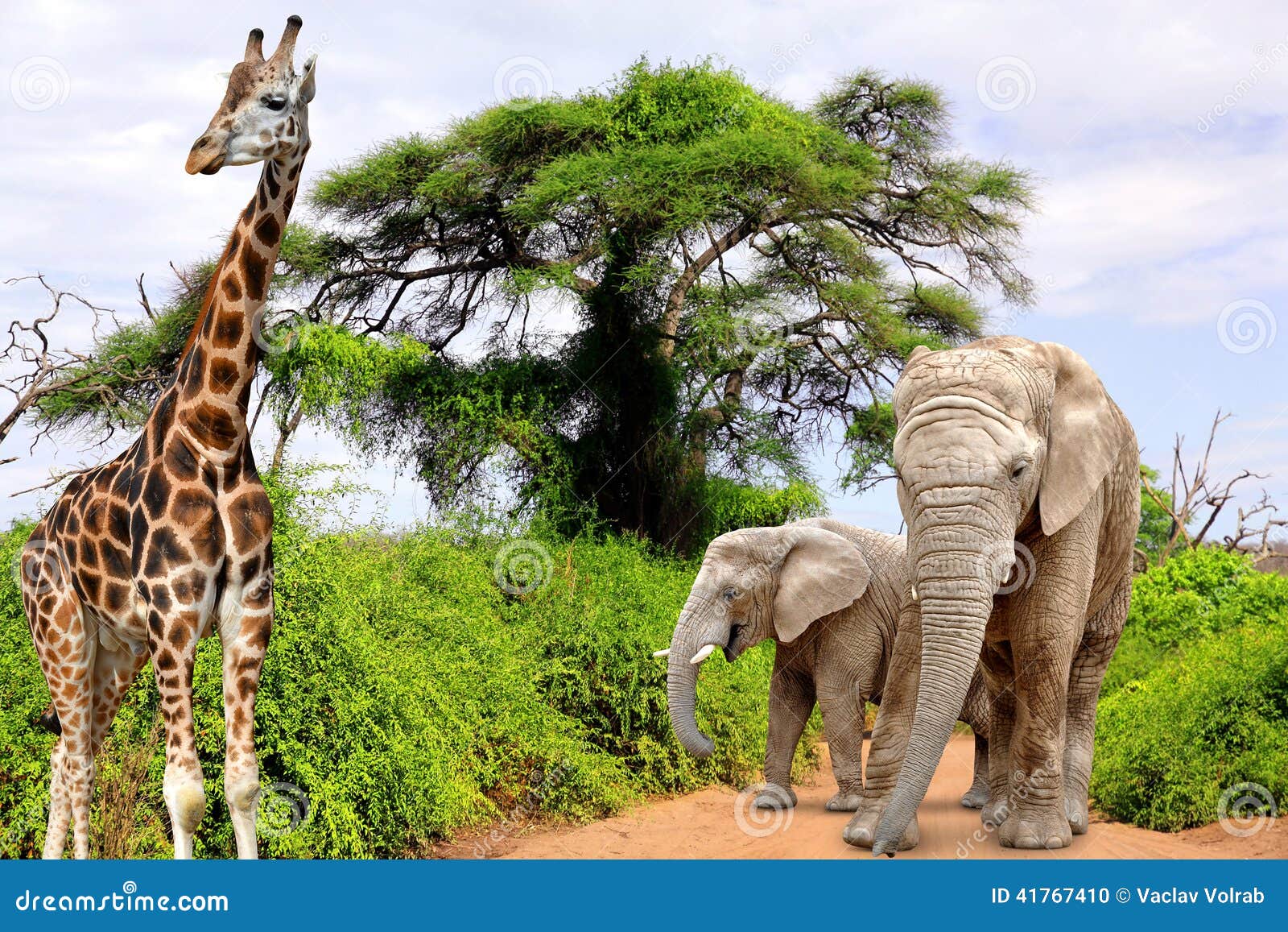 Giraffe and elephants stock photo. Image of elegant, africa 41767410