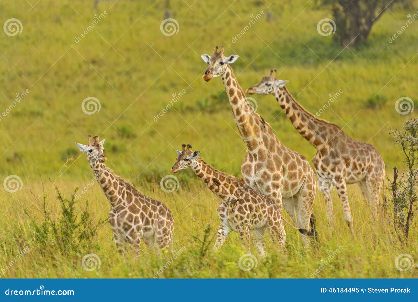 giraffe family in the veldt