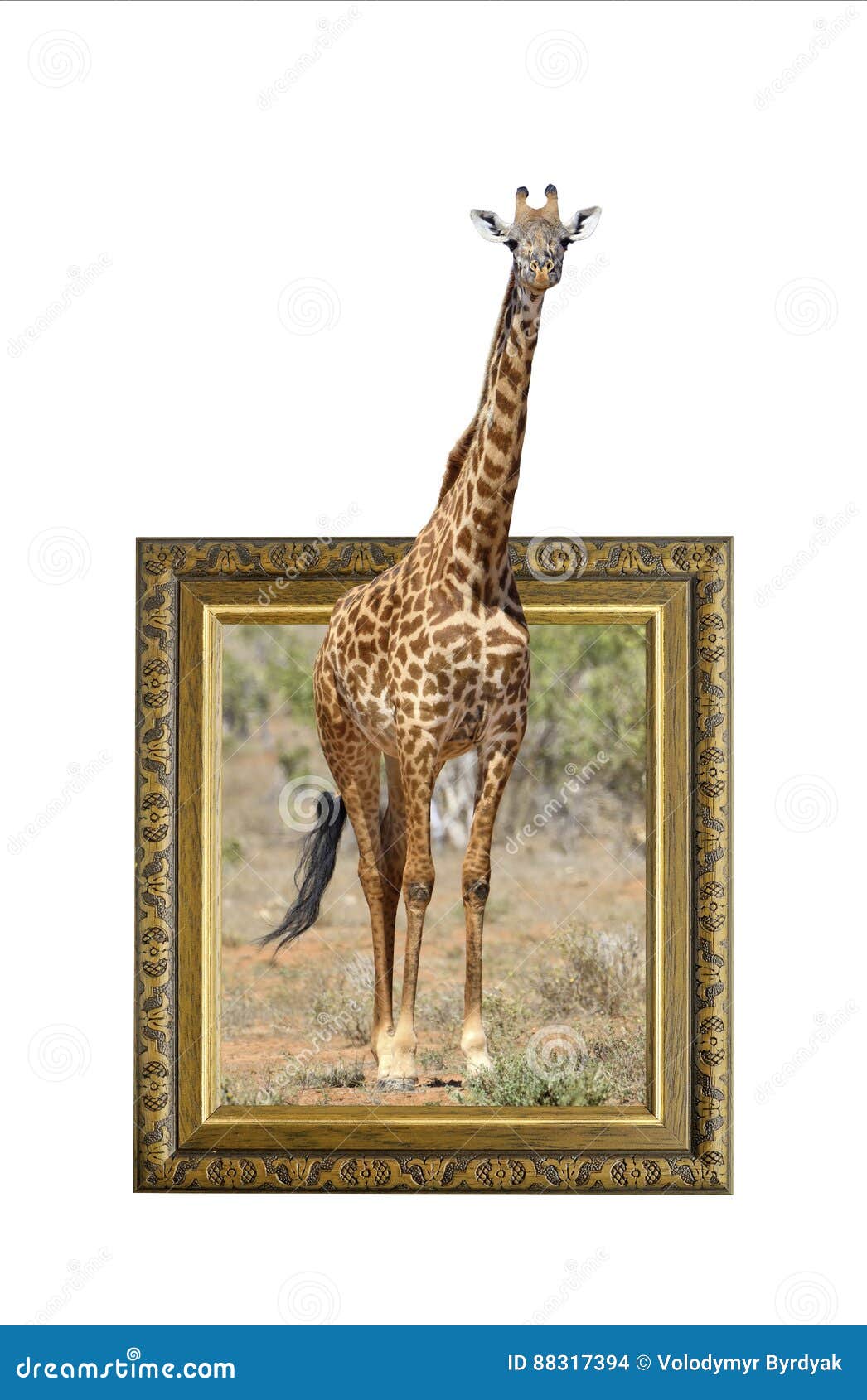 Giraffe In Frame With 3d Effect Stock Photo Image of frame, ornamentation 88317394