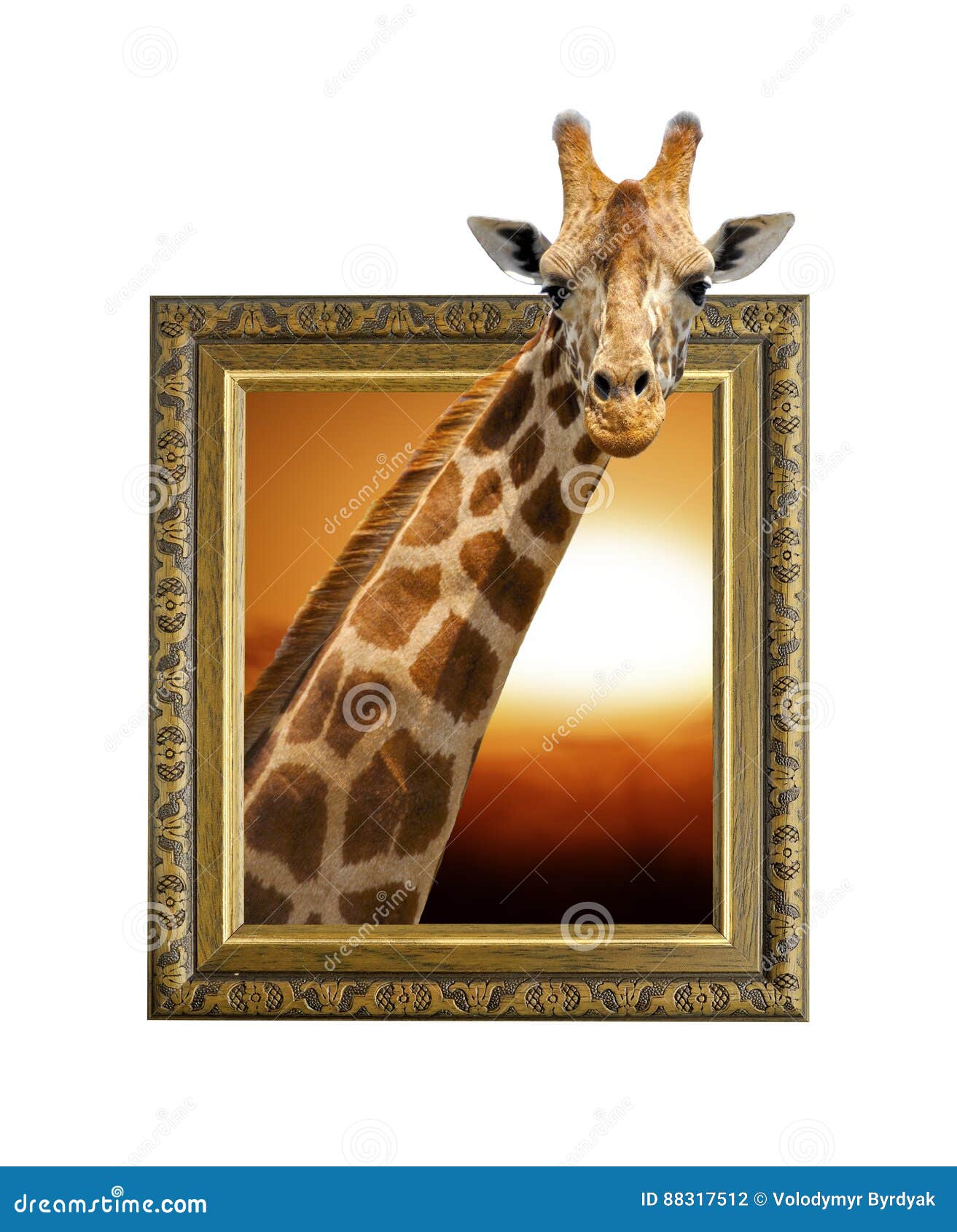 Giraffe in Frame with 3d Effect Stock Photo Image of graphic, object