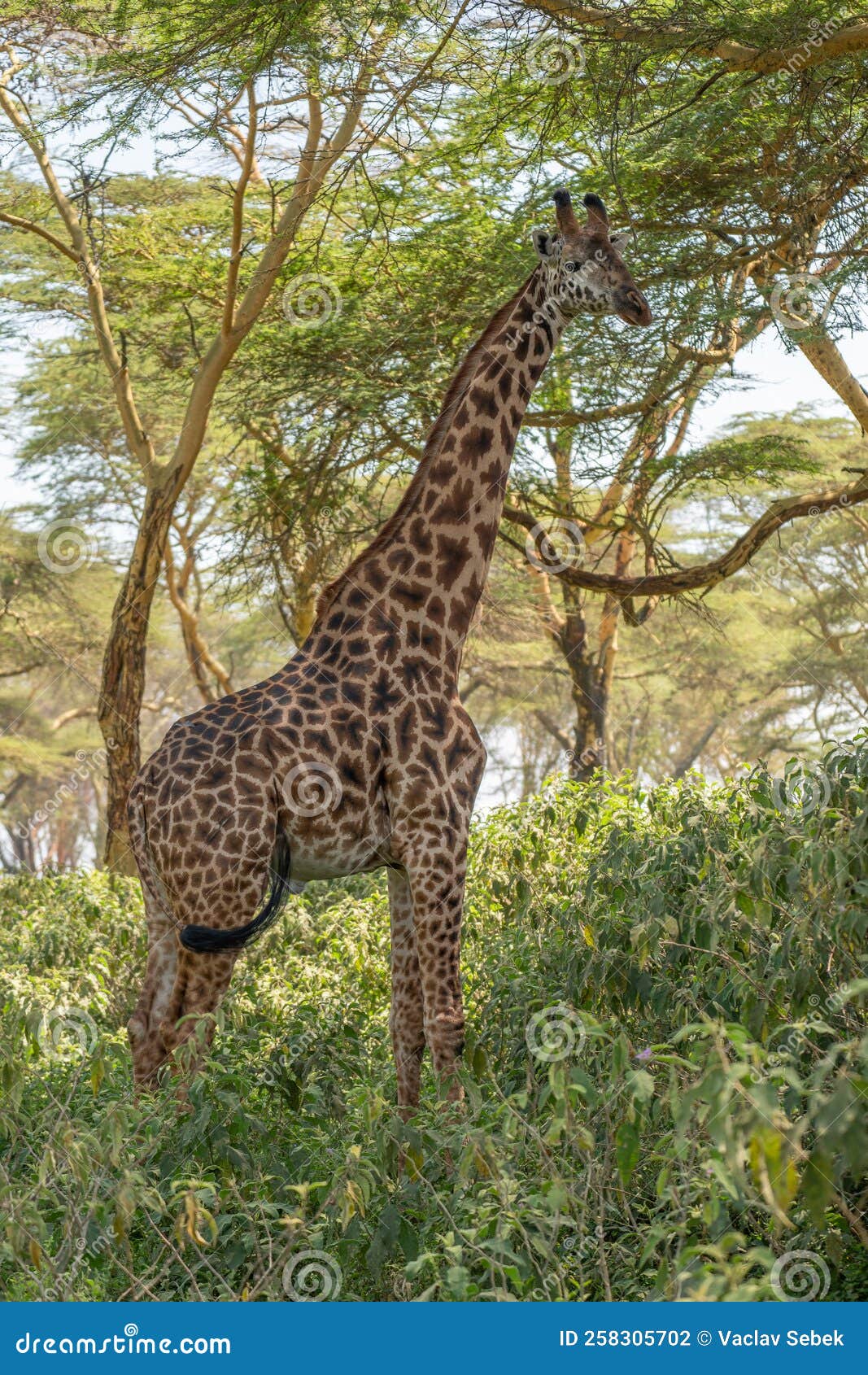 Giraffe in Front Amboseli National Park Kenya Masai Mara.Giraffa