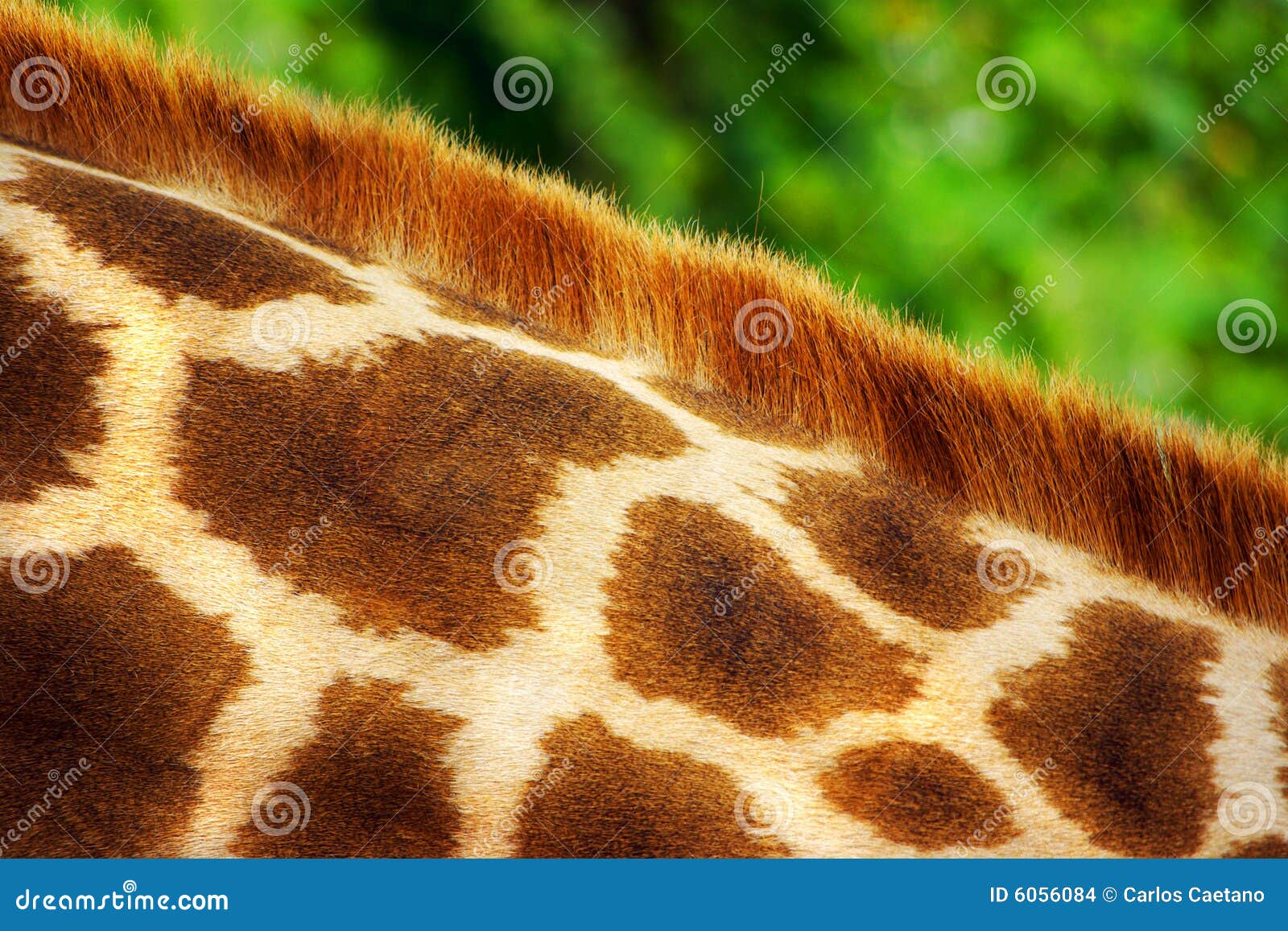 Giraffe Fur stock photo. Image of face, look, girafe, life - 6056084