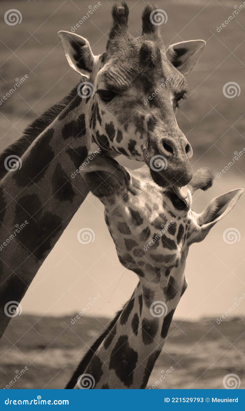 Giraffa camelopardalis (girafe)