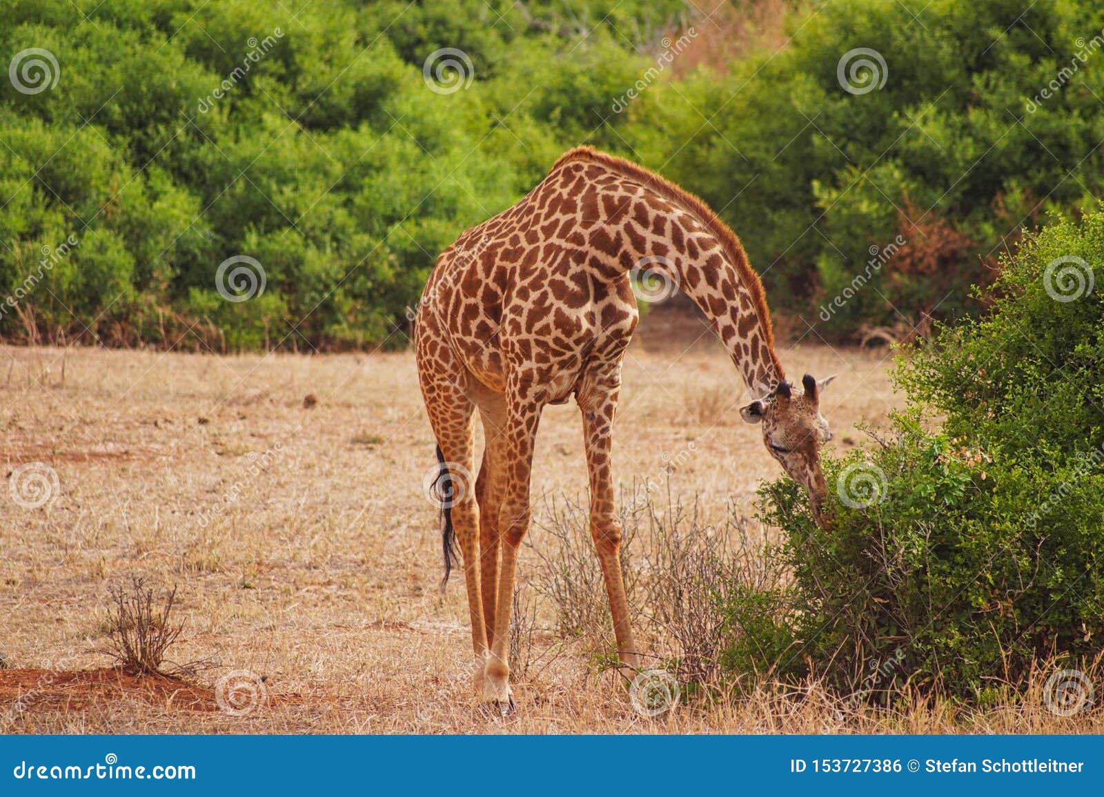 A Giraffe is Graze from a Bush Stock Photo - Image of park, african
