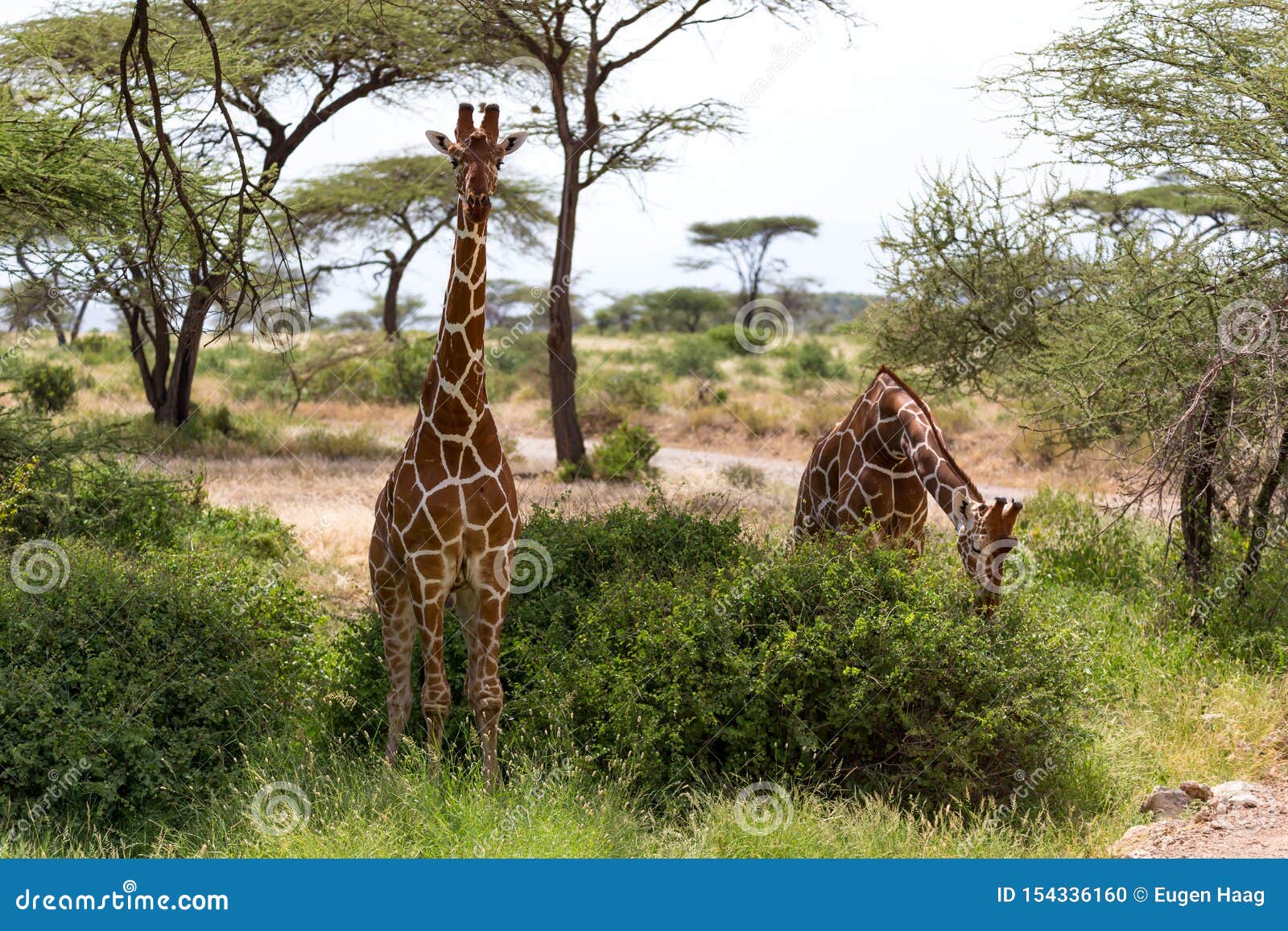 A Giraffe Group Eats the Leaves of the Acacia Trees Stock Photo Image