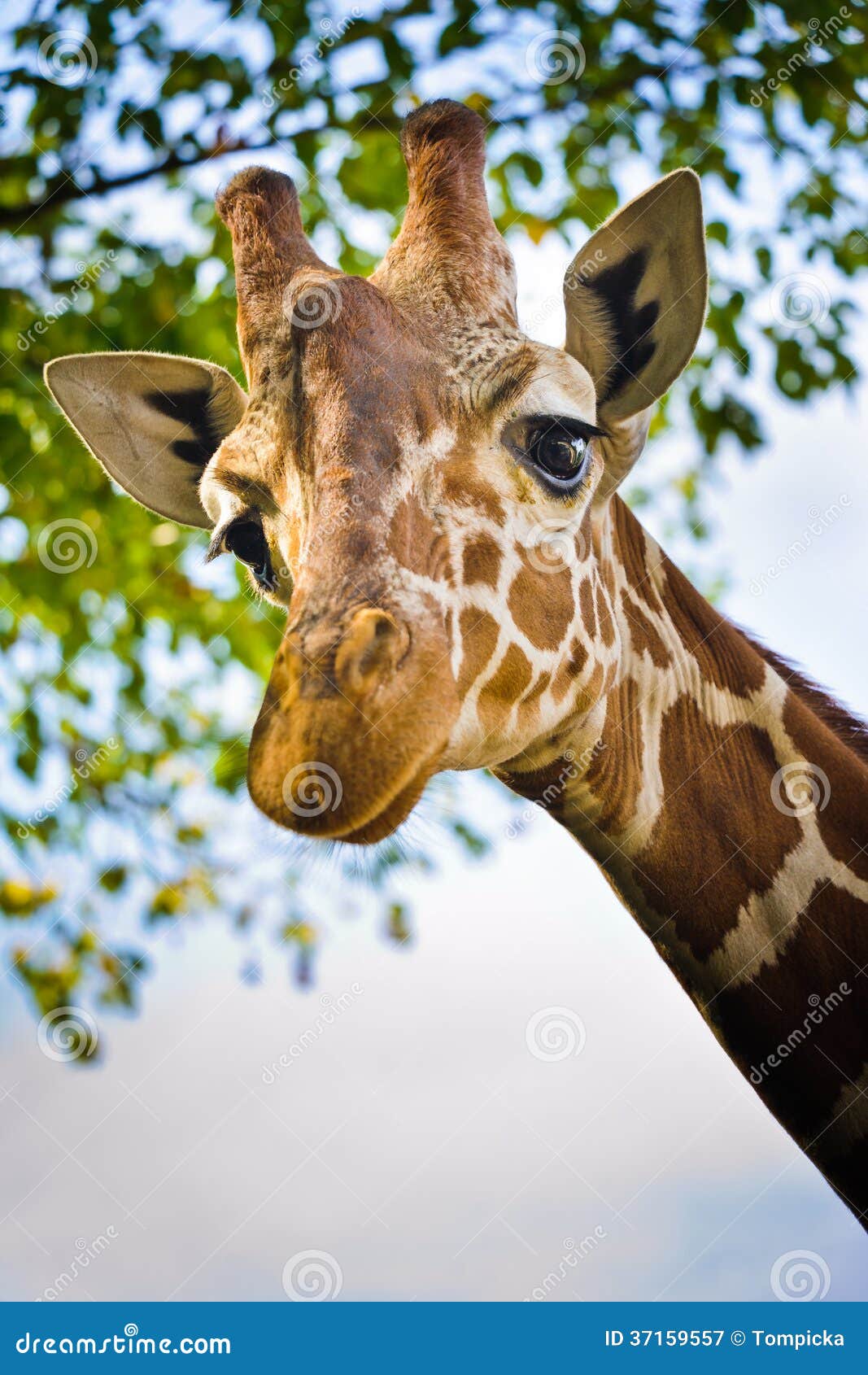Giraffe head stock image. Image of animal, tree, closeup - 37159557