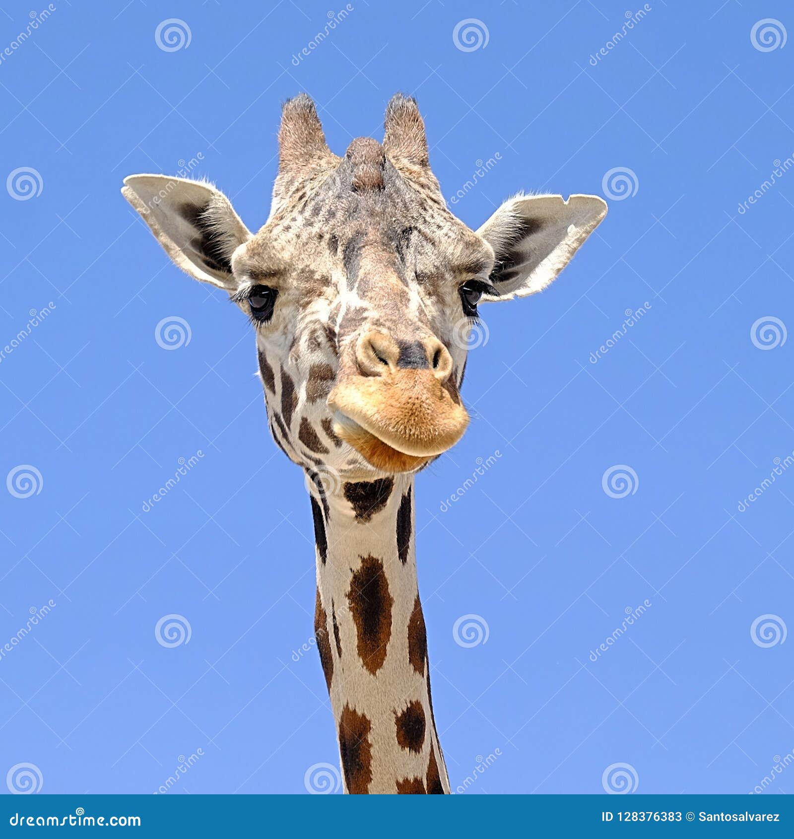 Giraffe head stock image. Image of animal, african, neck - 128376383