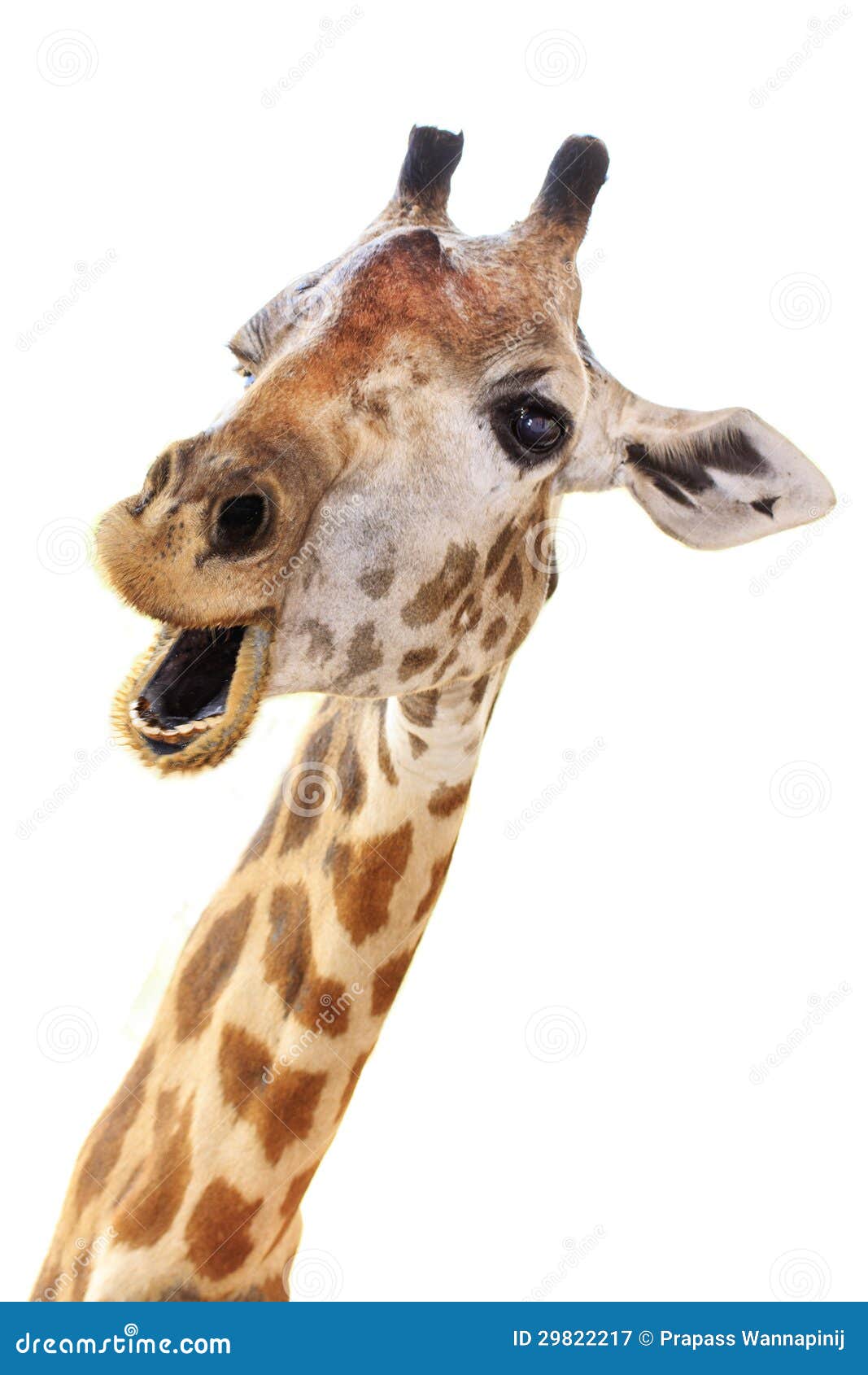 giraffe head face look funny