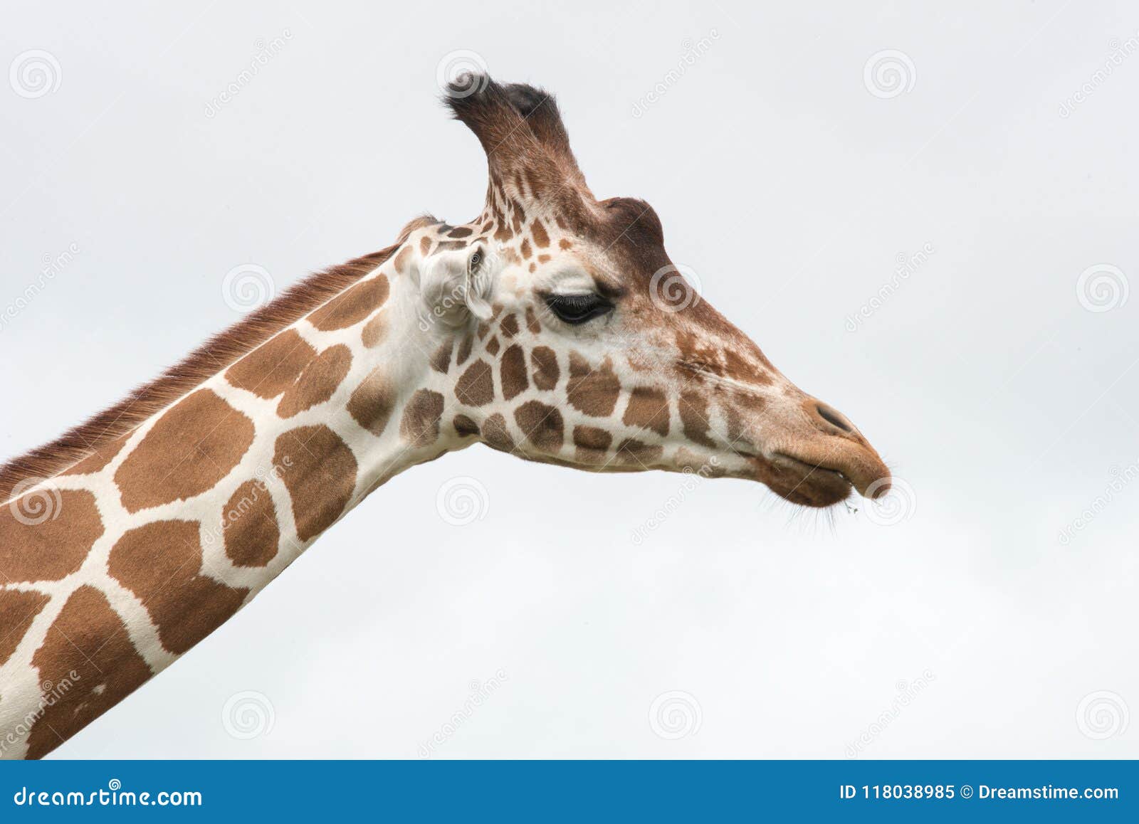 Giraffe head and neck stock image. Image of tall, head 118038985