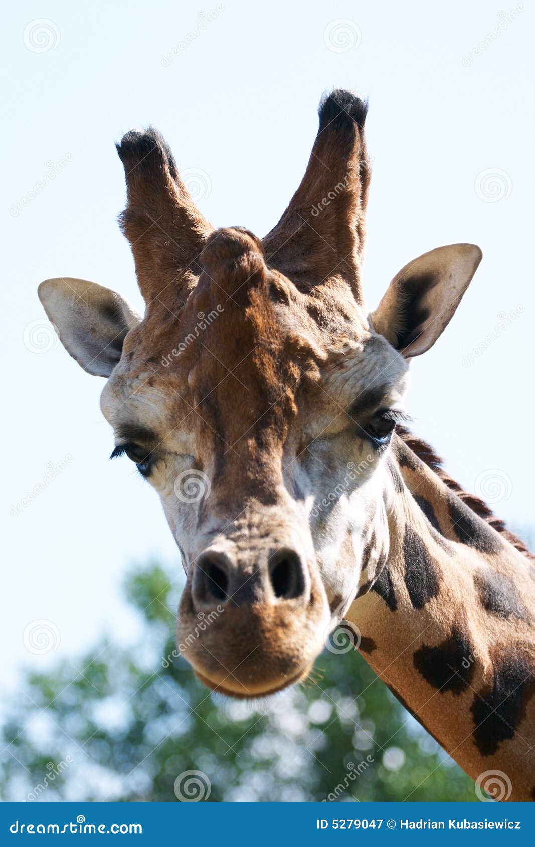 Giraffe Head Staring at Camera. Stock Image - Image of ears, skin: 5279047