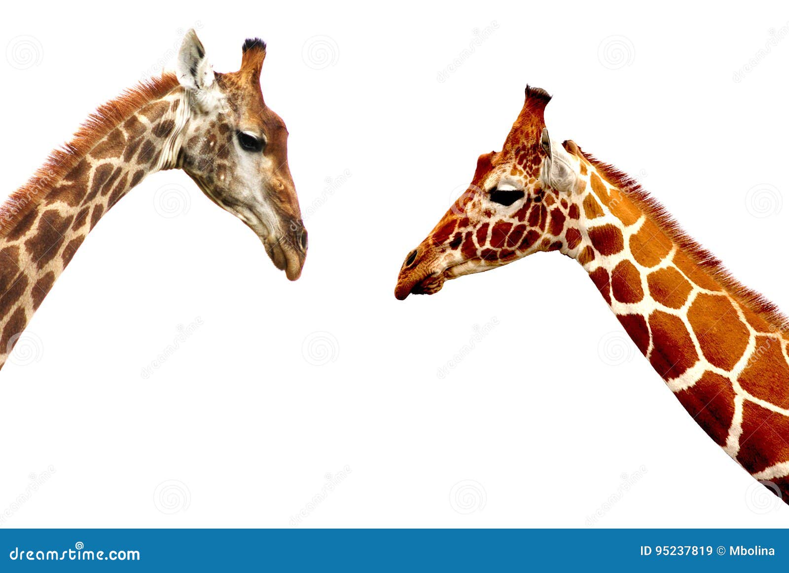 Giraffe Heads Isolated on White Background Stock Image - Image of