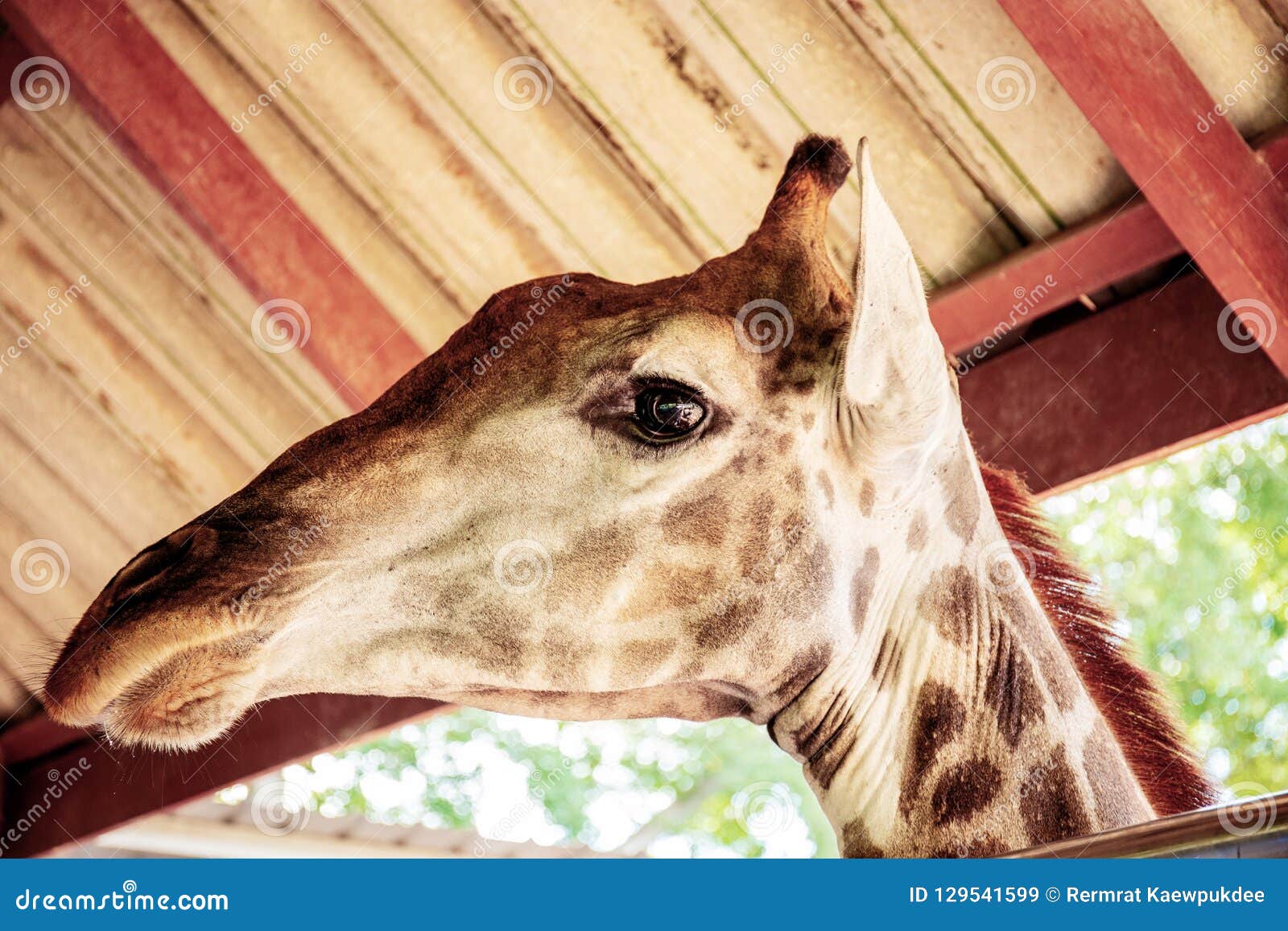 Giraffe with Height on Roof. Stock Image - Image of thailand, wildlife