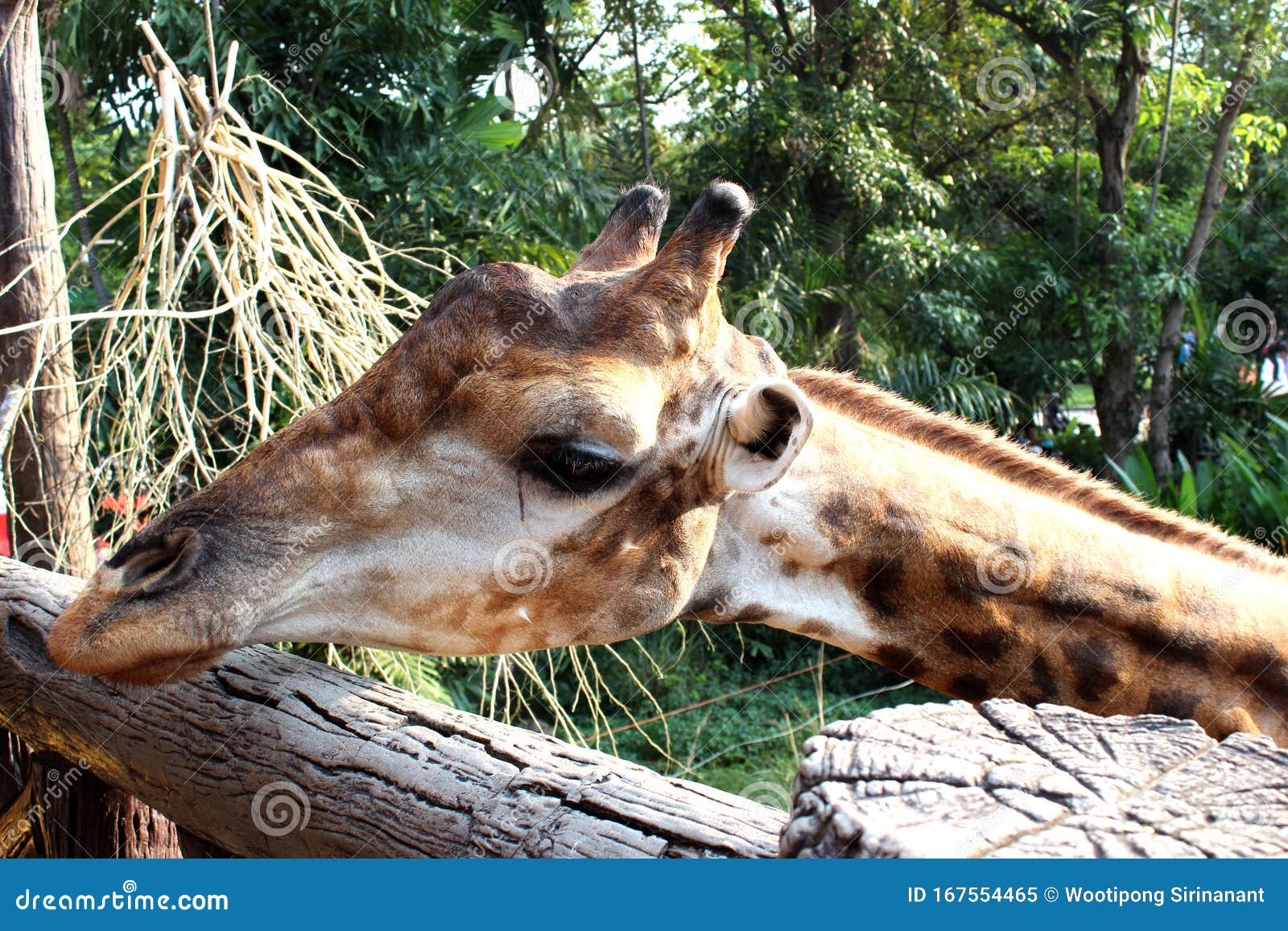 The Giraffe Held His Face through the Log Stock Image Image of animal
