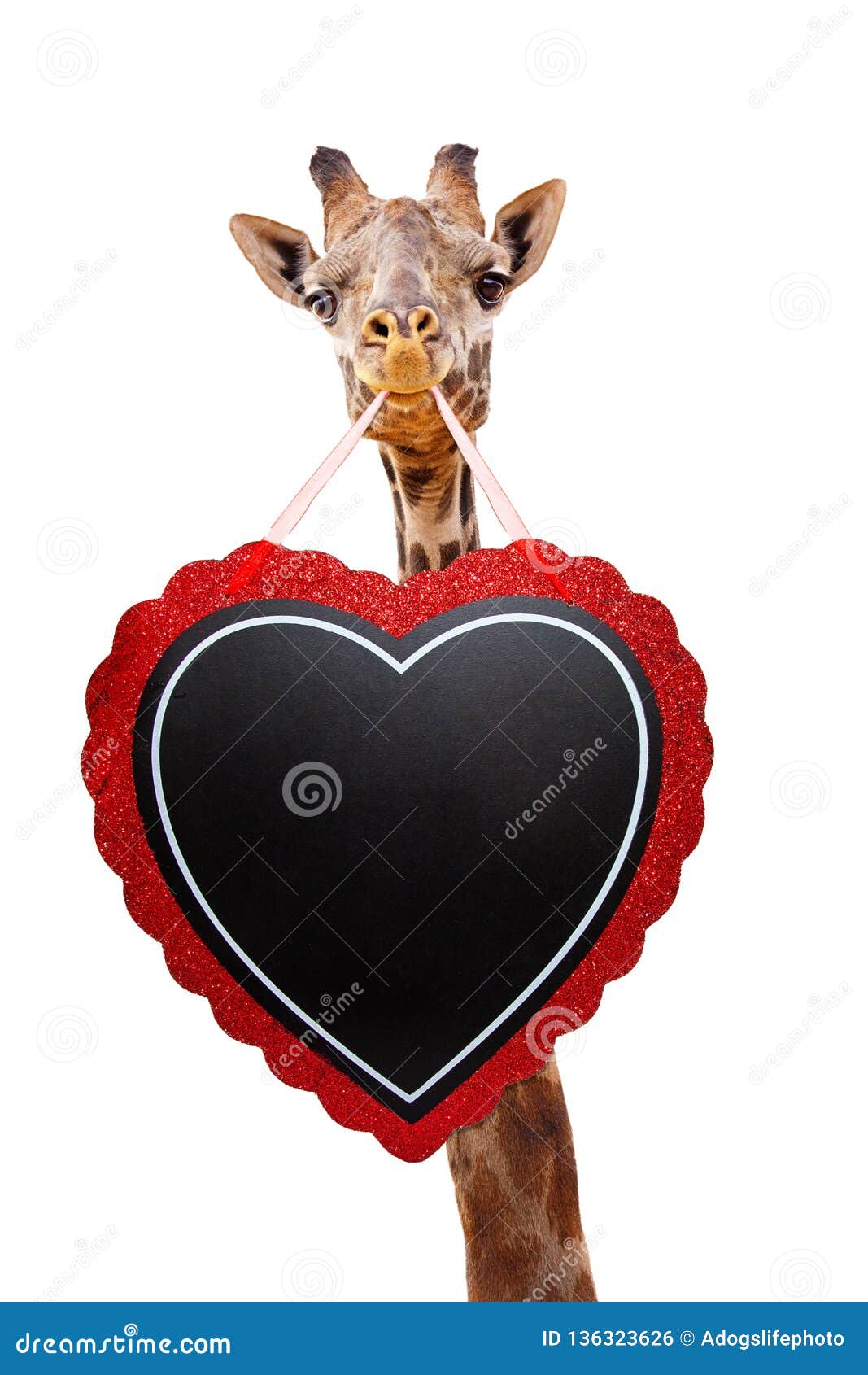 Giraffe Holding Valentines Heart Chalkboard Stock Photo - Image of