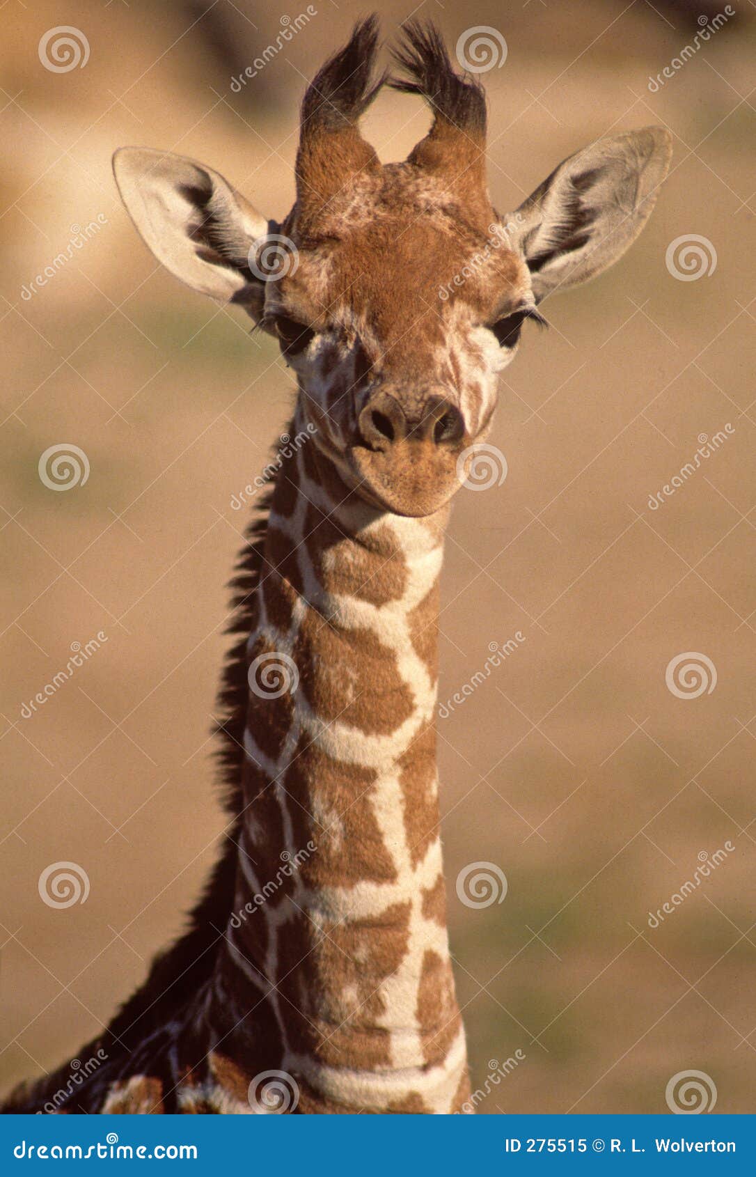Giraffe imaturo de Baringo