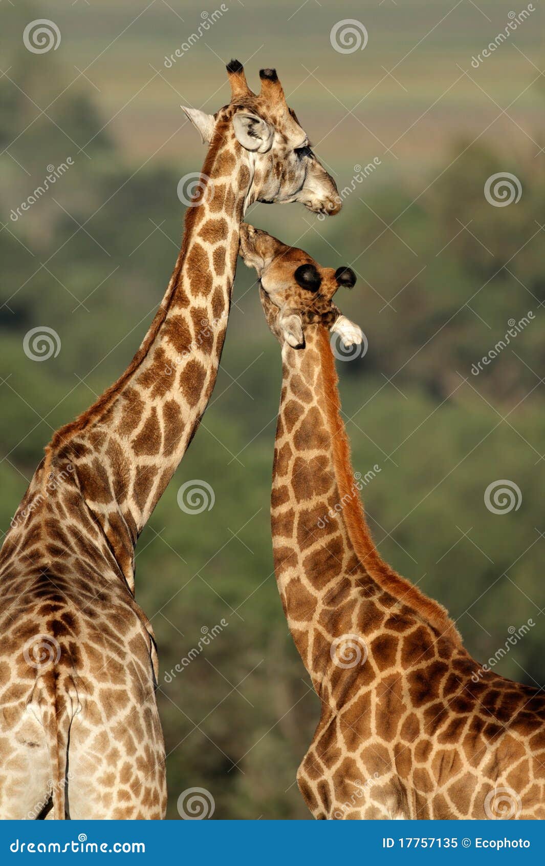 giraffe interaction