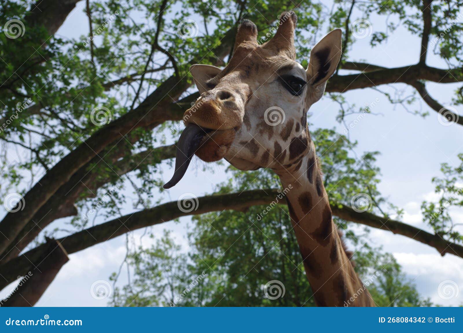 giraffe with its tongue stuck out against a background of green trees