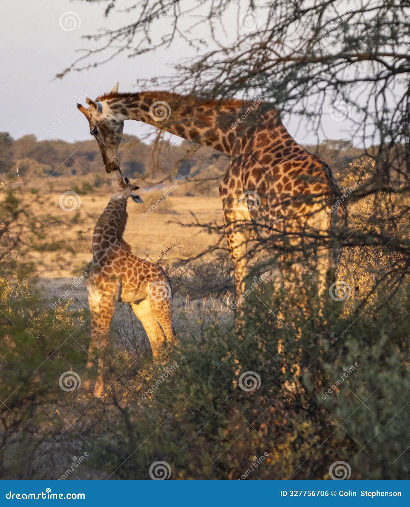 giraffe is a large african hoofed mammal belonging to the genus giraffa