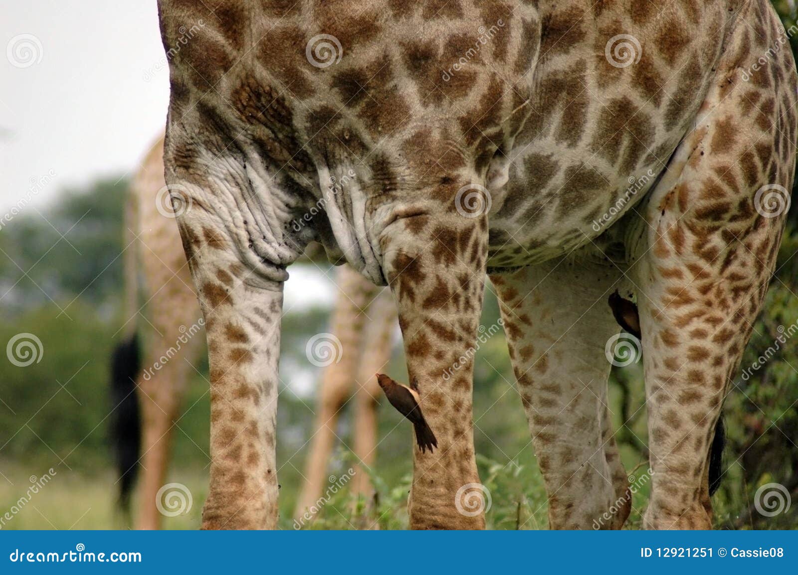Giraffe legs stock image. Image of bush, closeup, animals 12921251