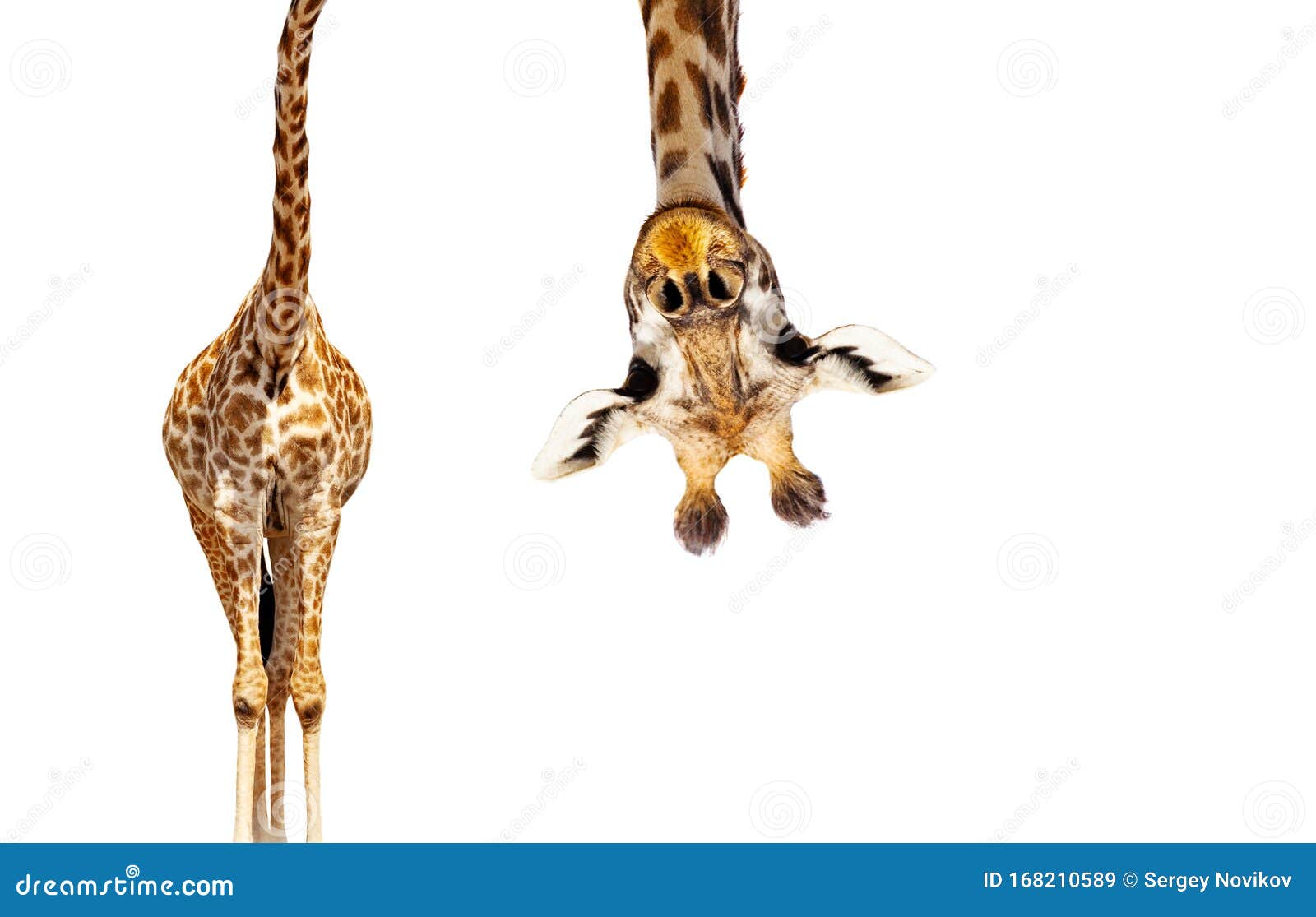 giraffe with long head look upside down on white