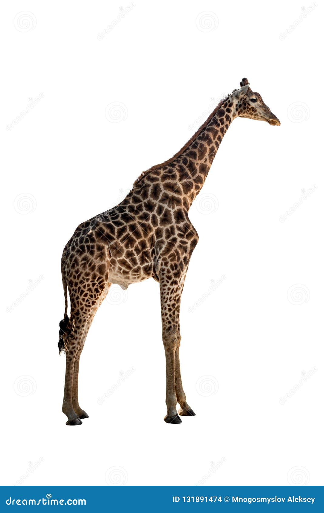 Giraffe with long neck stock photo. Image of wild, horn 131891474